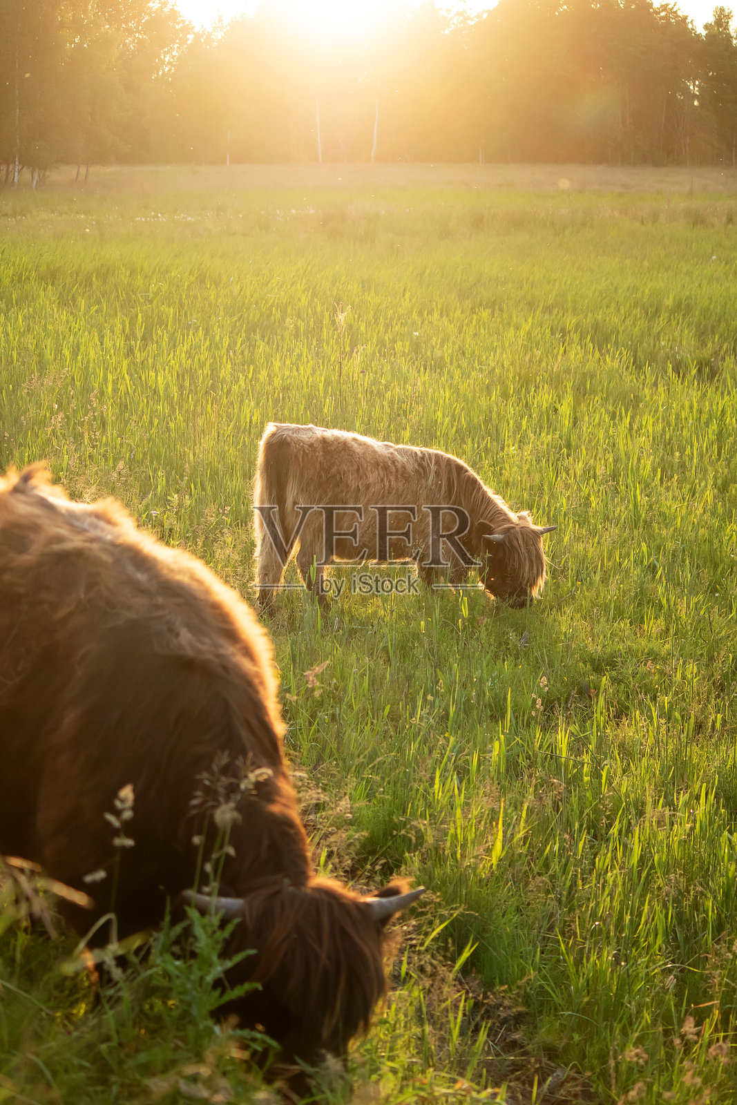 夕阳下，高地牛犊在草地里行走照片摄影图片