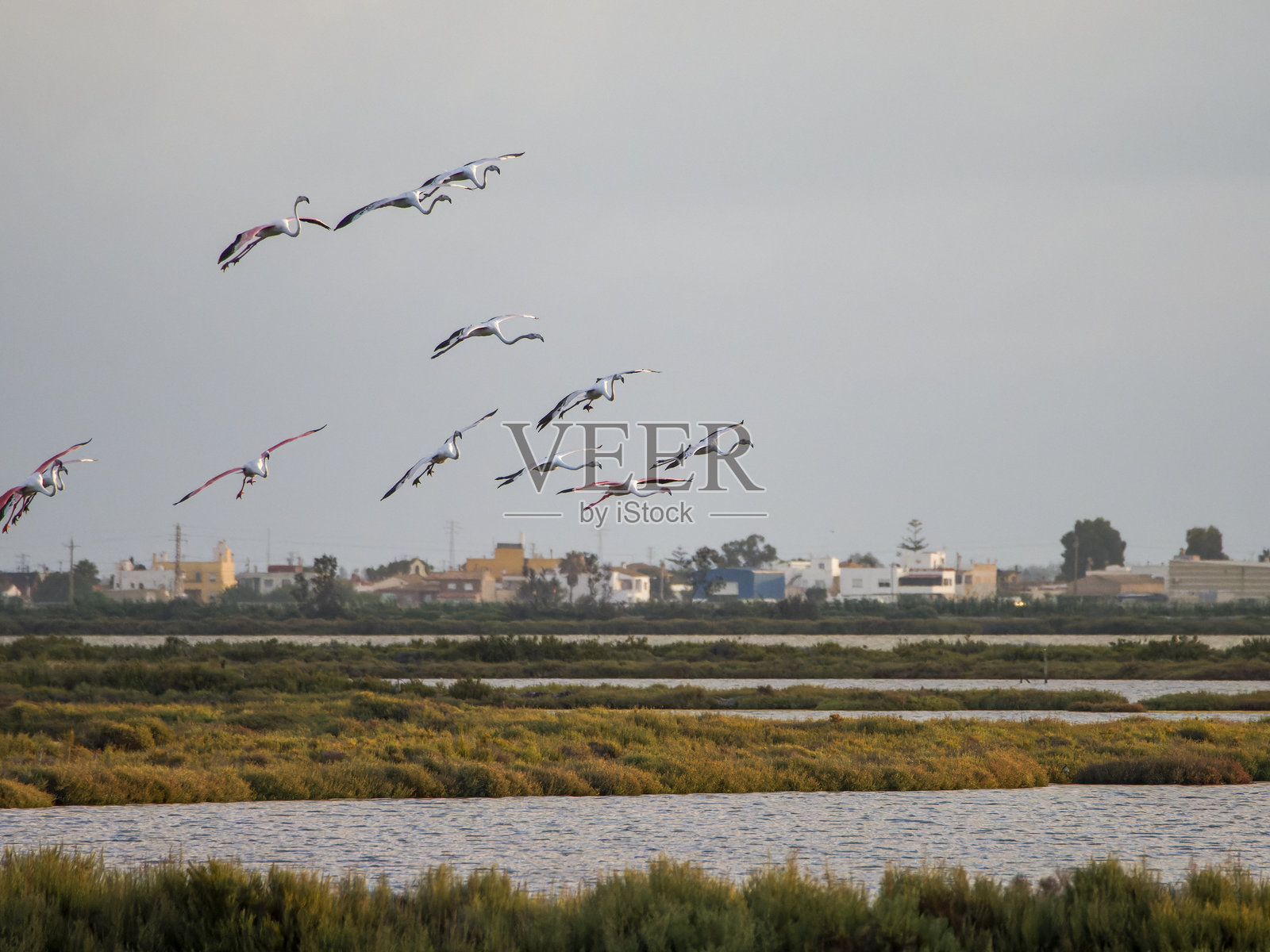 多ñana和埃布罗三角洲的探险照片摄影图片
