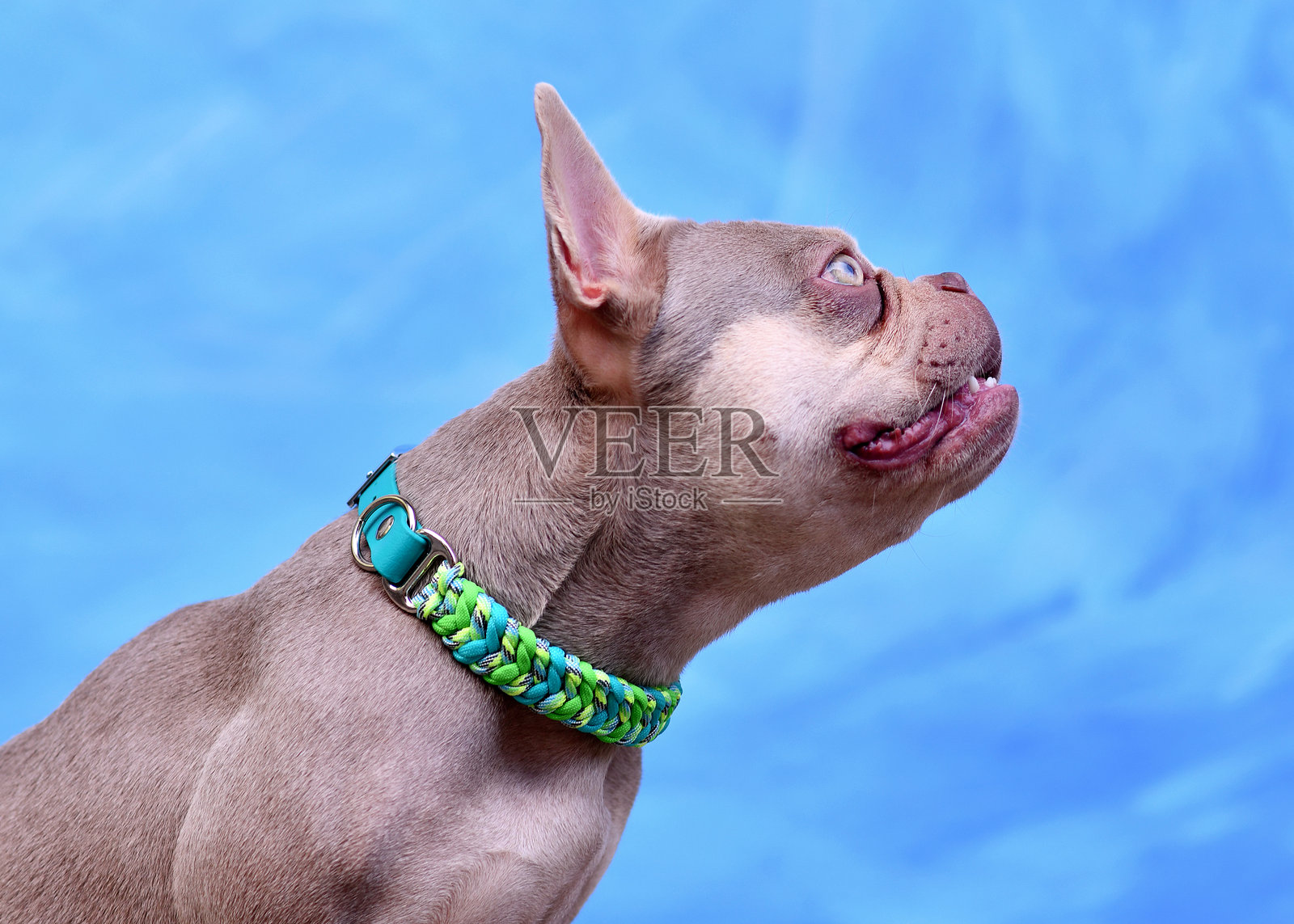 伊莎贝拉新色法国斗牛犬照片摄影图片