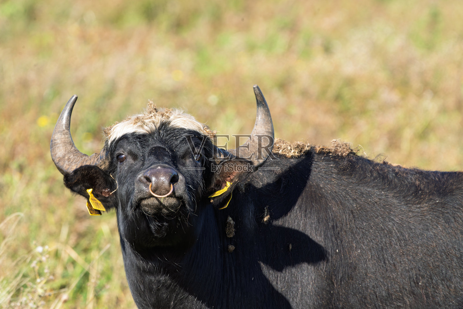英国剑桥郡威肯沼泽，非洲稀树草原户外景观中，野牛在茂盛的绿草上吃草照片摄影图片