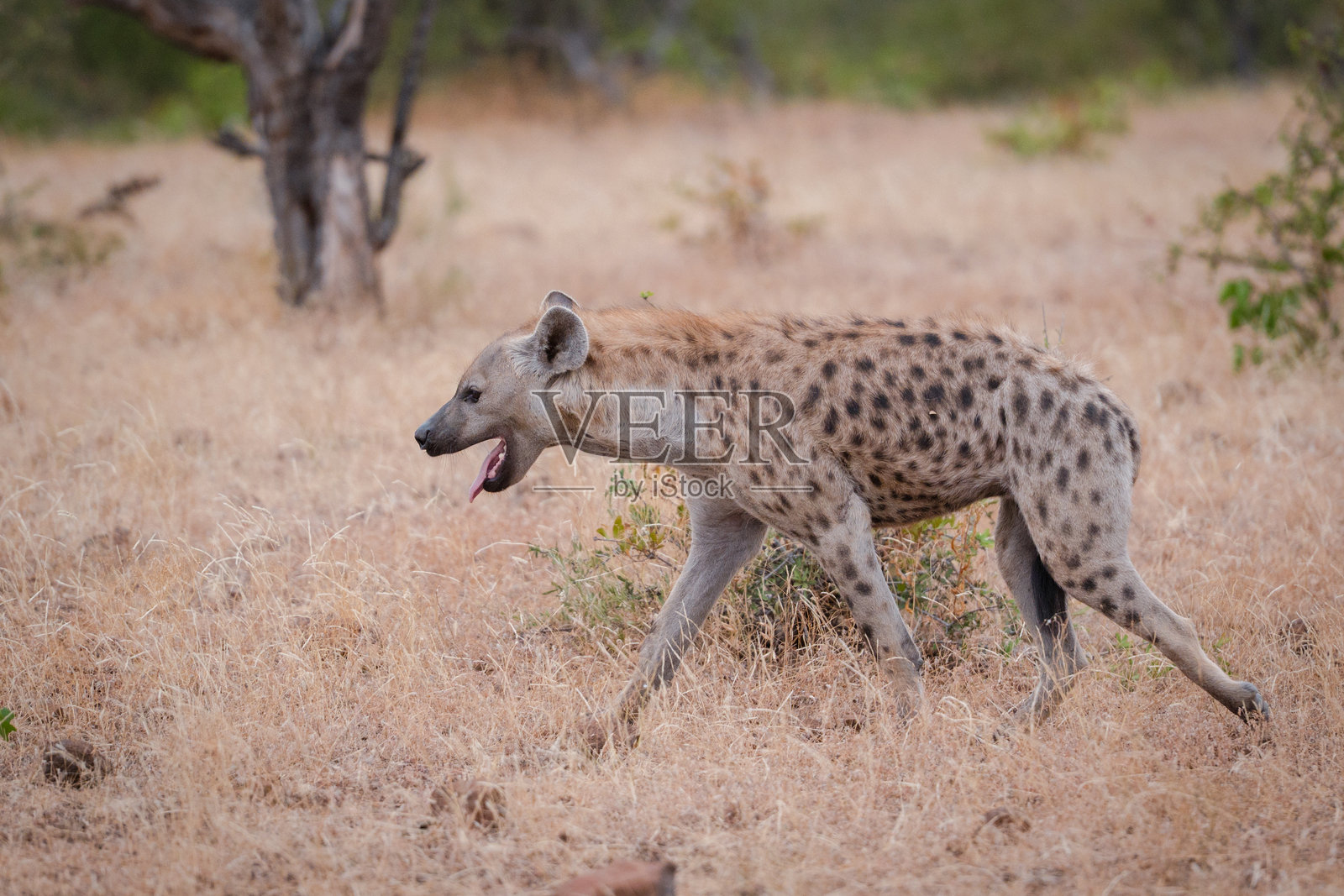 博茨瓦纳图利保护区干旱草原上的斑鬣狗照片摄影图片