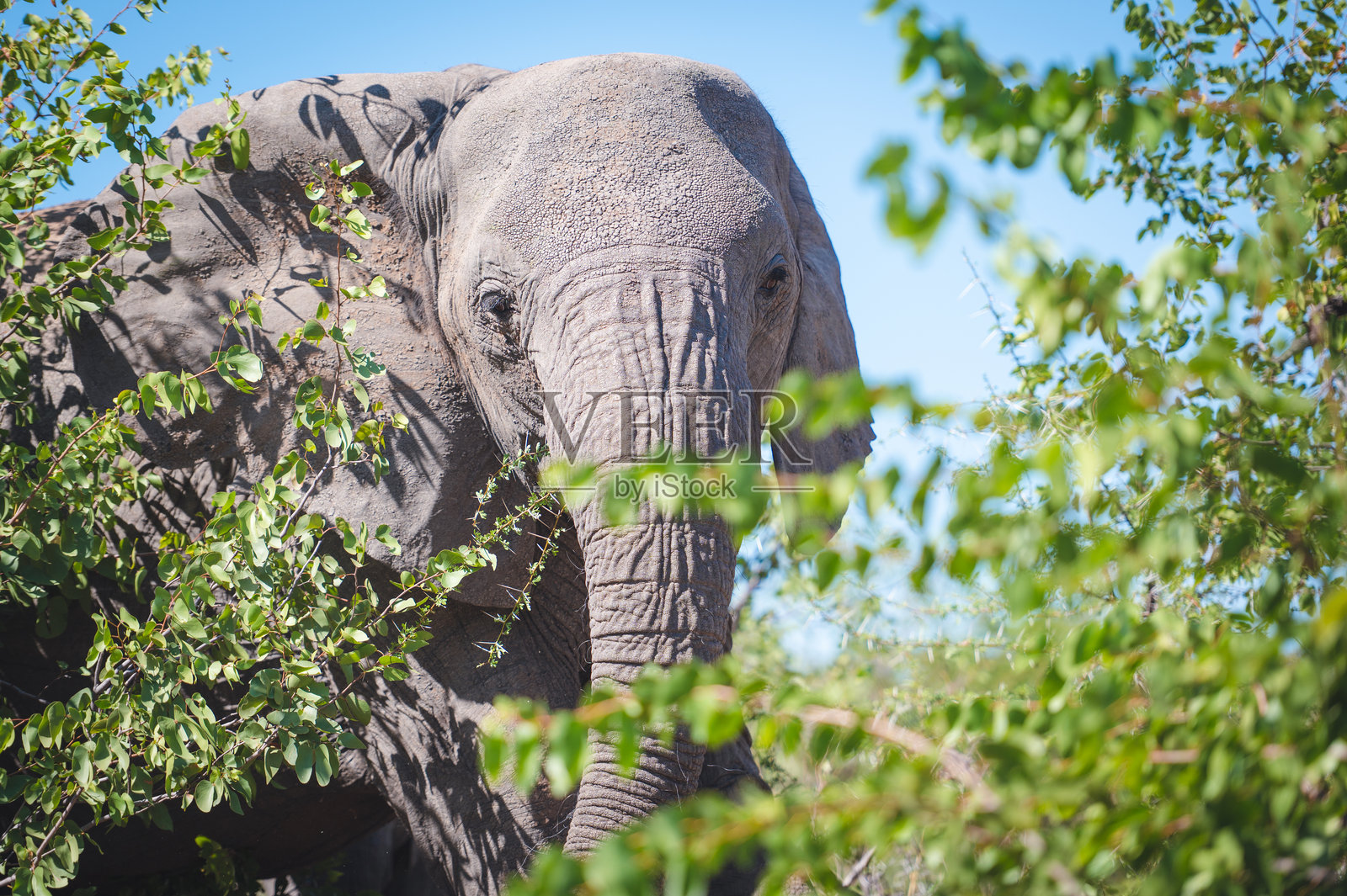 博茨瓦纳图利地带荒野中，雄伟的大象穿梭于葱郁的绿叶丛中，这是一次激动人心的野生动物园之旅。照片摄影图片