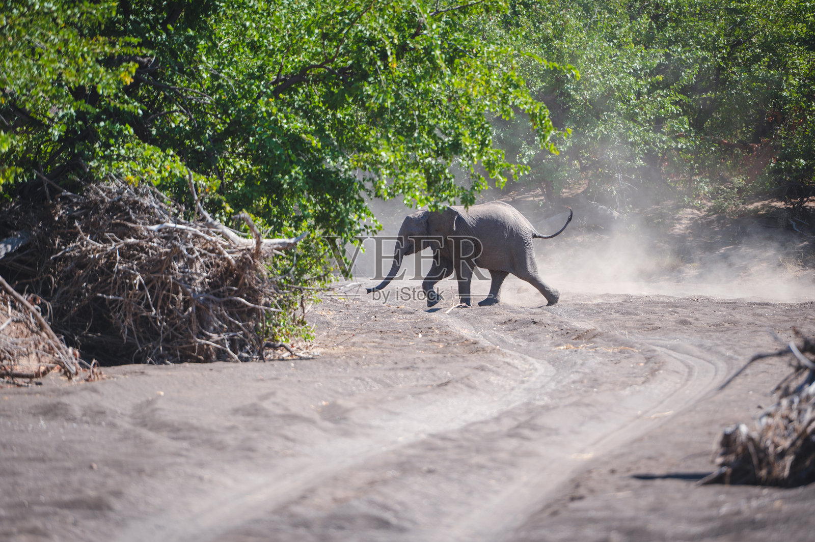 博茨瓦纳图利地区的野生动物保护区，一只土狼站立在干旱的草原草丛中照片摄影图片