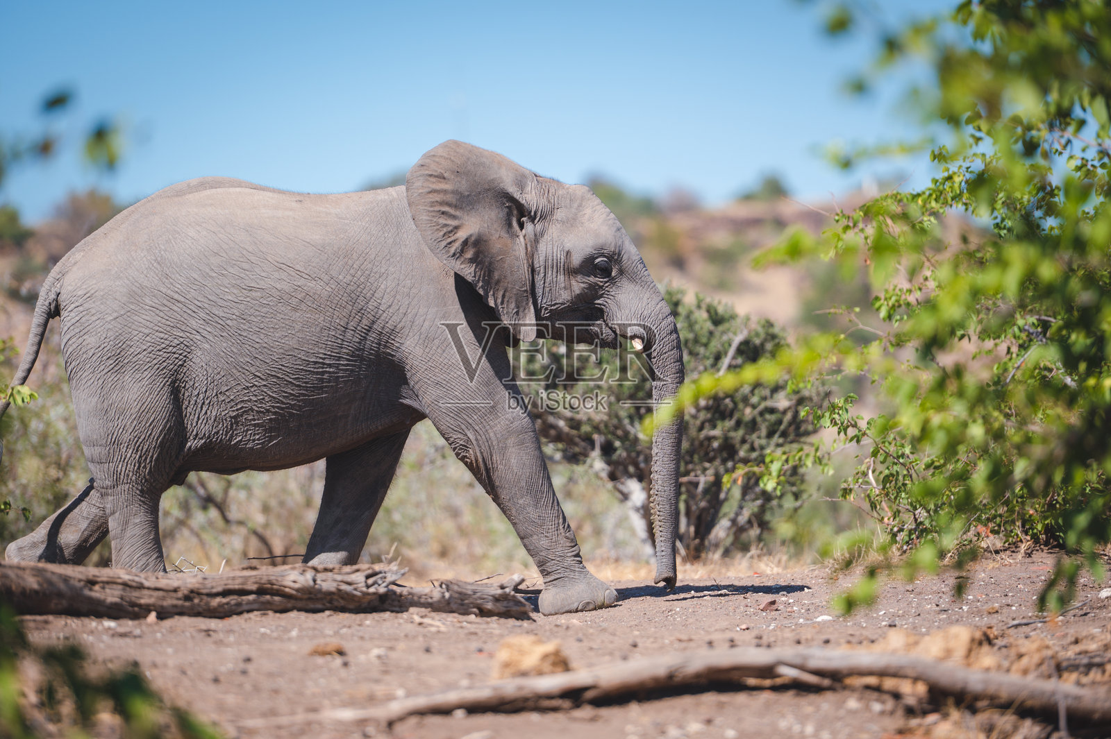 博茨瓦纳图利地区的象群在黎明时分的萨法里场景中沿着泥泞小路行走照片摄影图片
