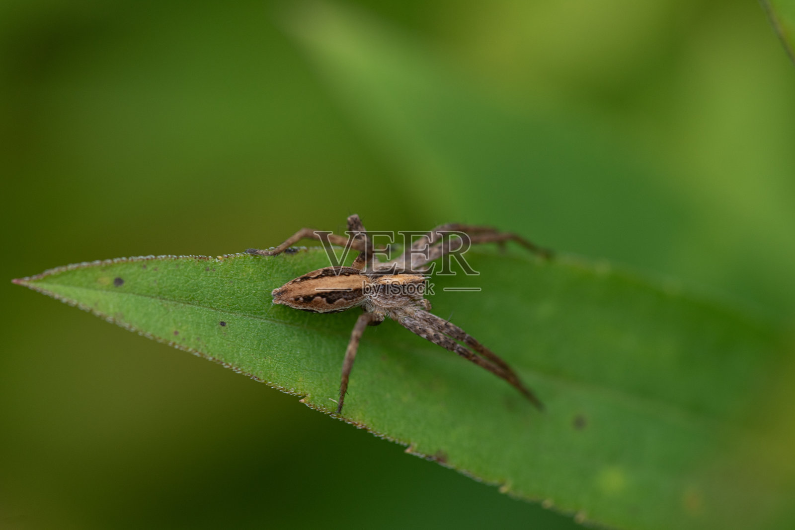一只雄性织网狼蛛（Pisaura mirabilis）在绿叶上。照片摄影图片