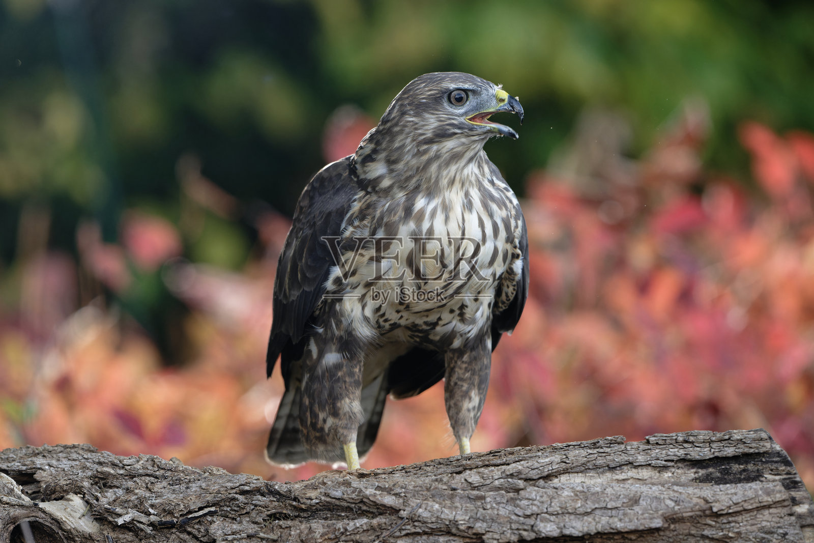 秋季林地中的欧亚鵟照片摄影图片