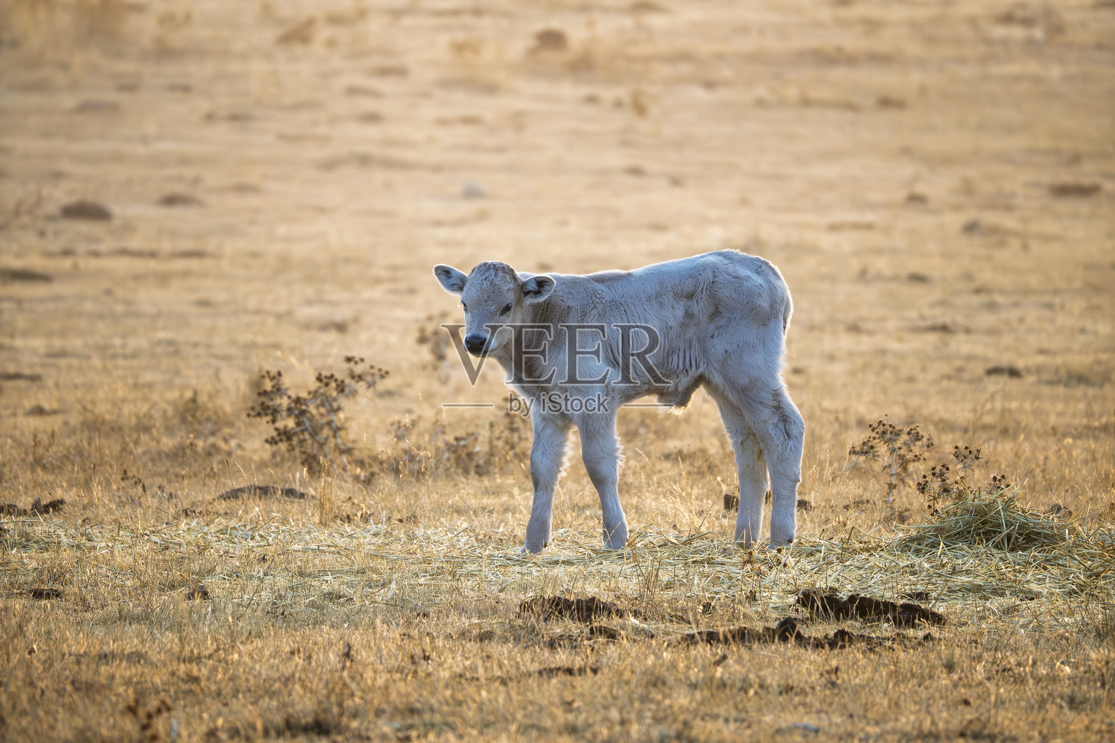 秋日清晨，薄雾中的小牛照片摄影图片