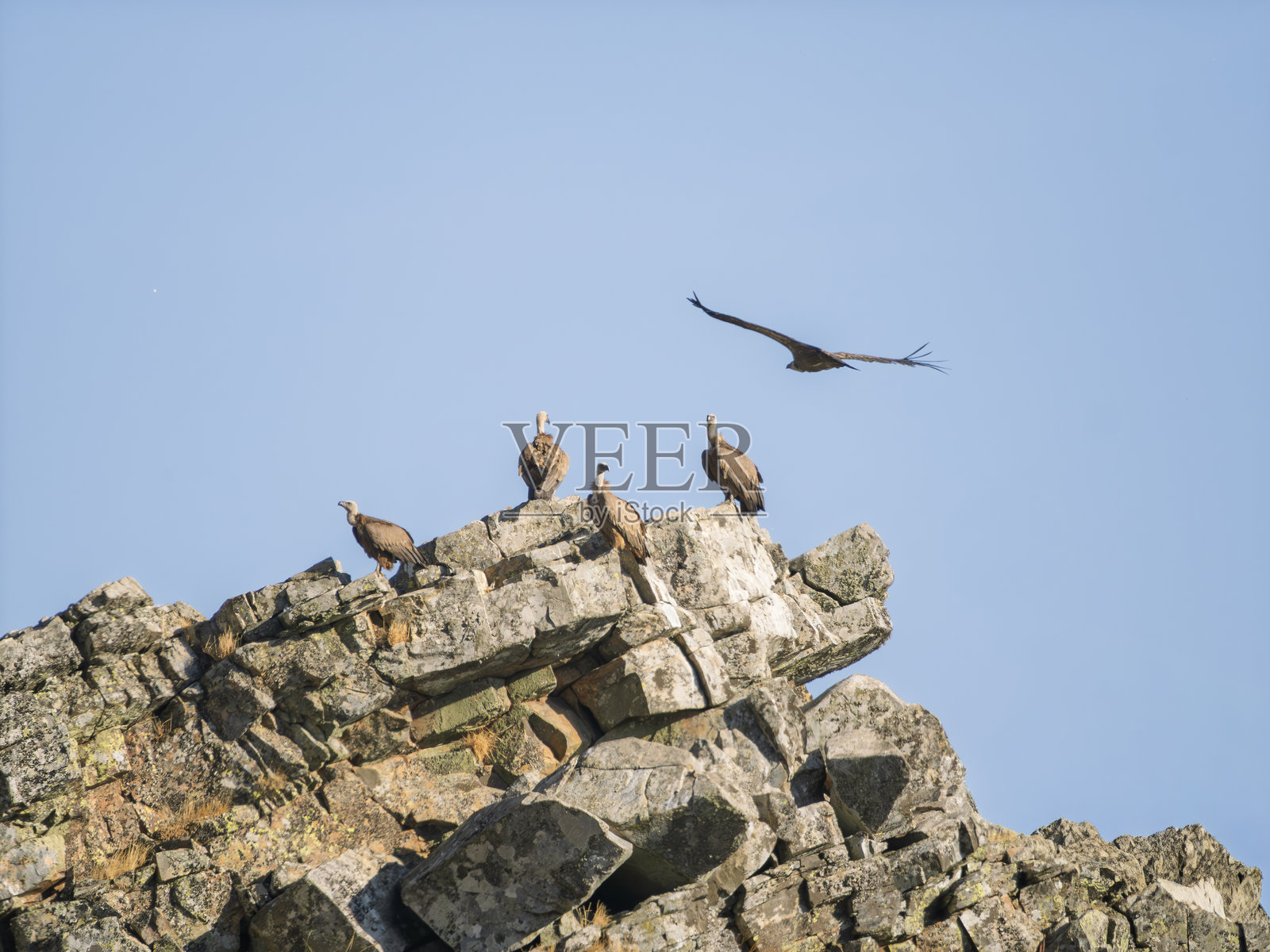 岩石上的秃鹫照片摄影图片