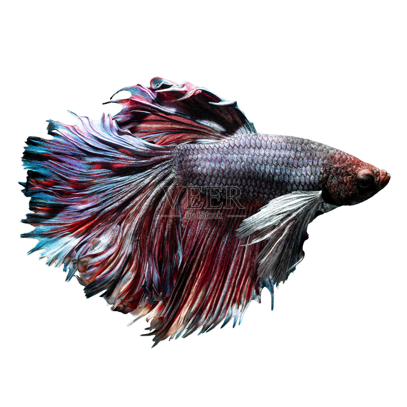 一条红色的泰国斗鱼，拥有美丽的长尾巴，在白色背景上孤立。照片摄影图片