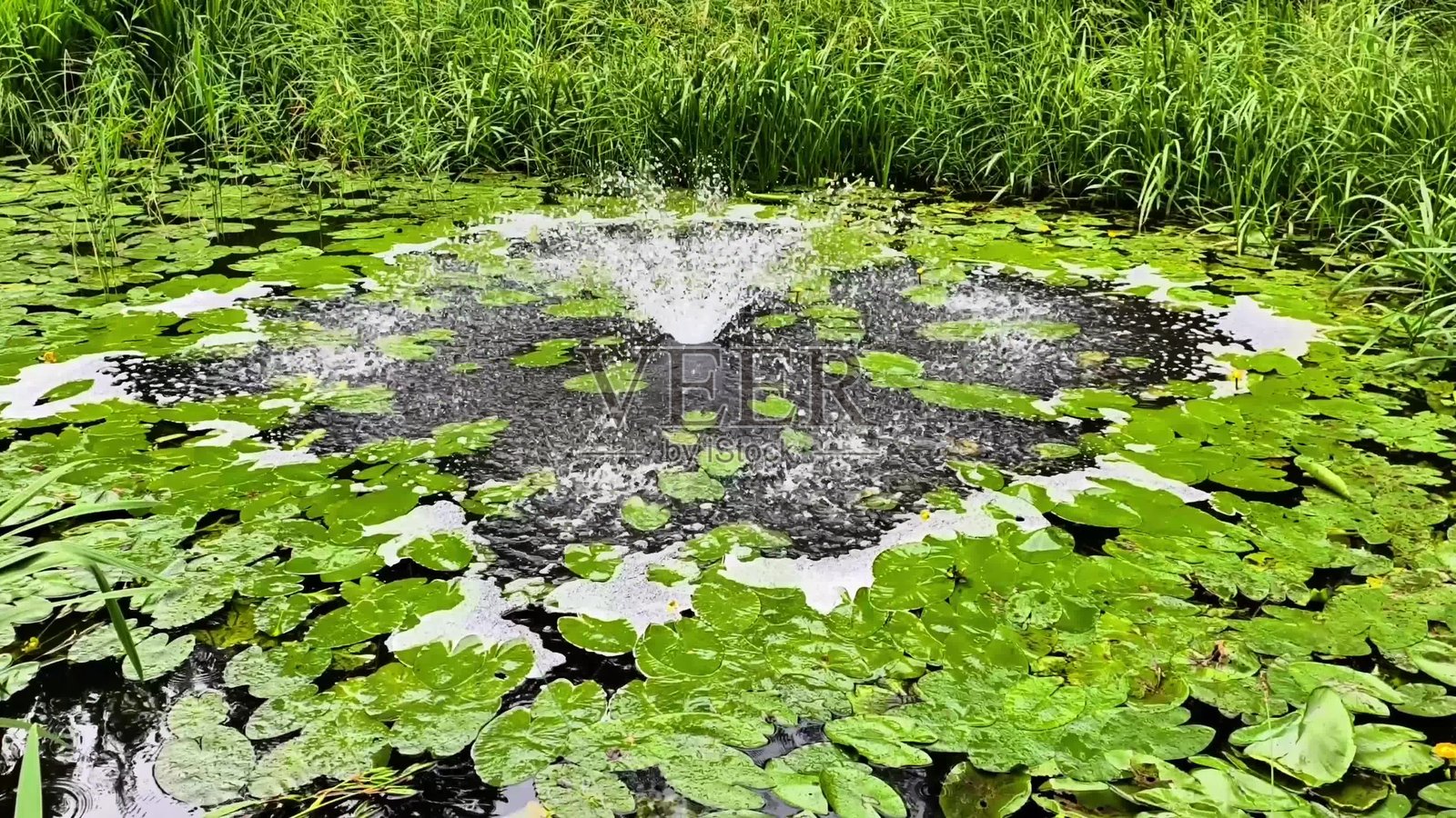 宁静祥和的水上绿洲，拥有美丽喷泉和怡人的荷叶照片摄影图片