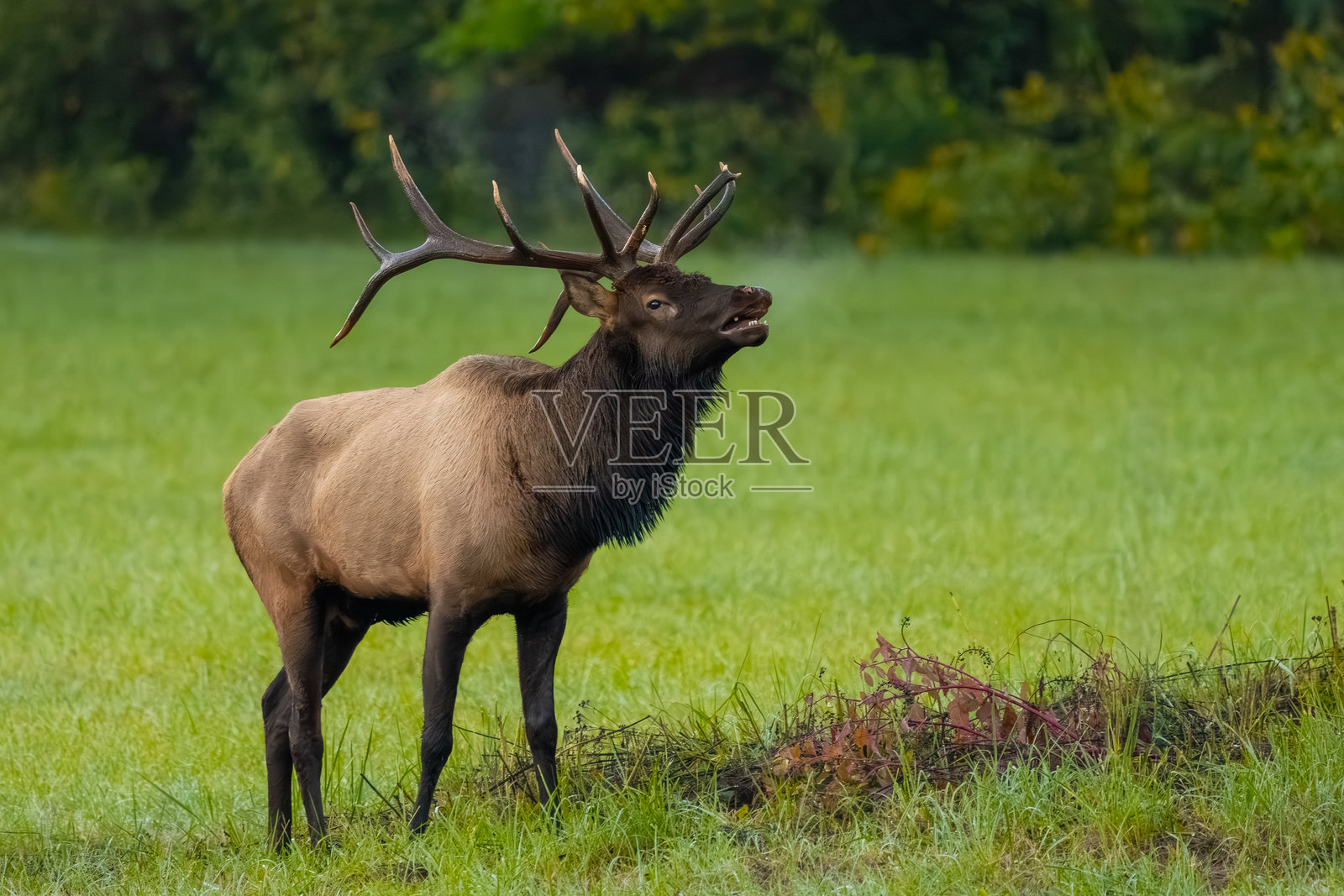 一头巨大的公牛麋鹿站在田野里照片摄影图片