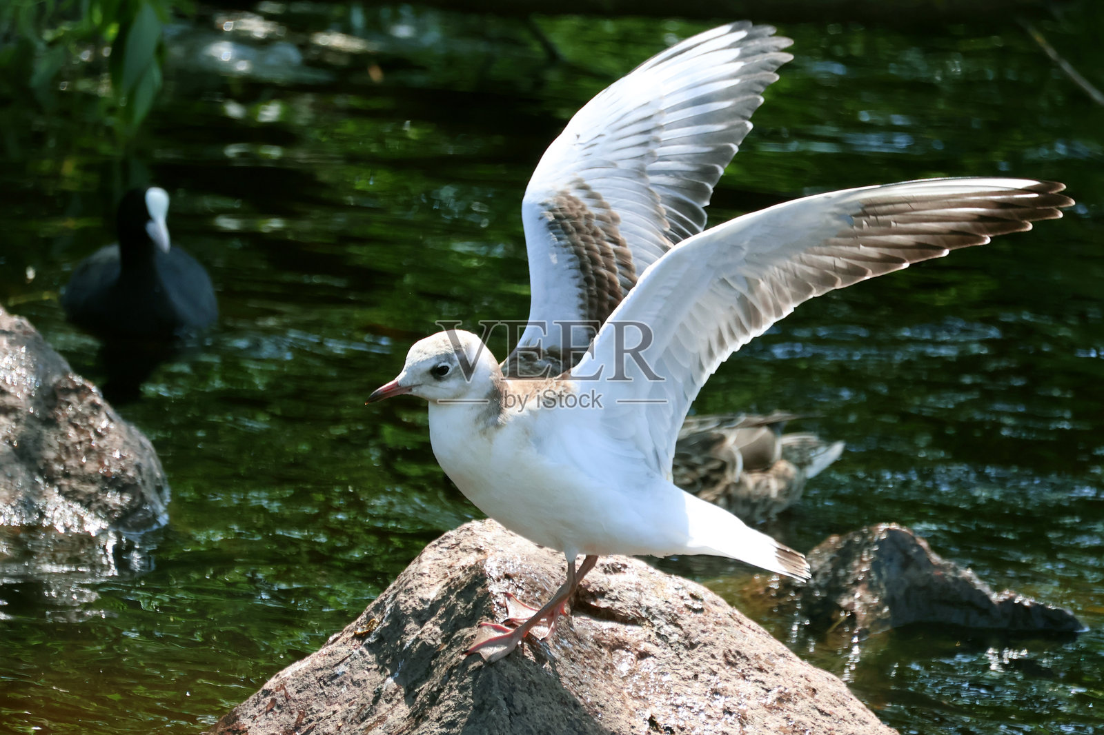海鸥从湖边石头上起飞照片摄影图片
