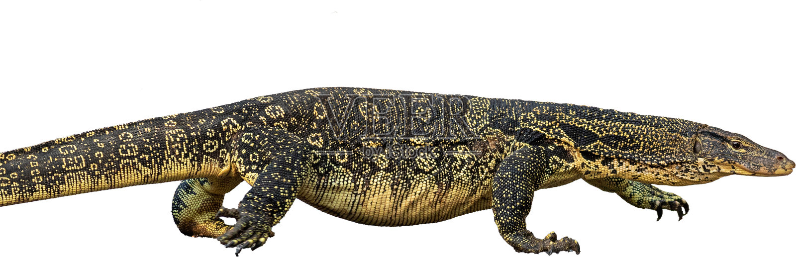 白底水巨蜥照片摄影图片