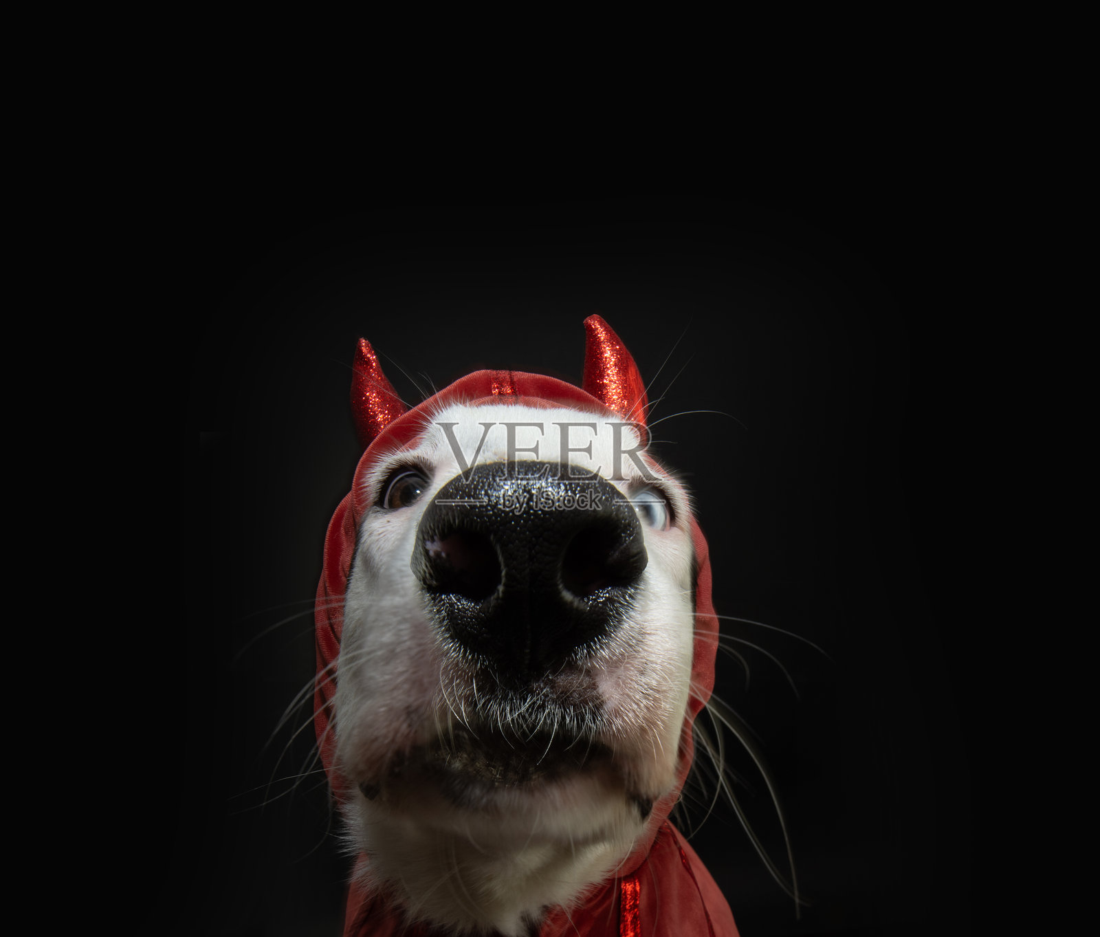 搞笑肖像小狗，万圣节或嘉年华打扮成魔鬼服装。隔离在黑色黑暗背景上。照片摄影图片