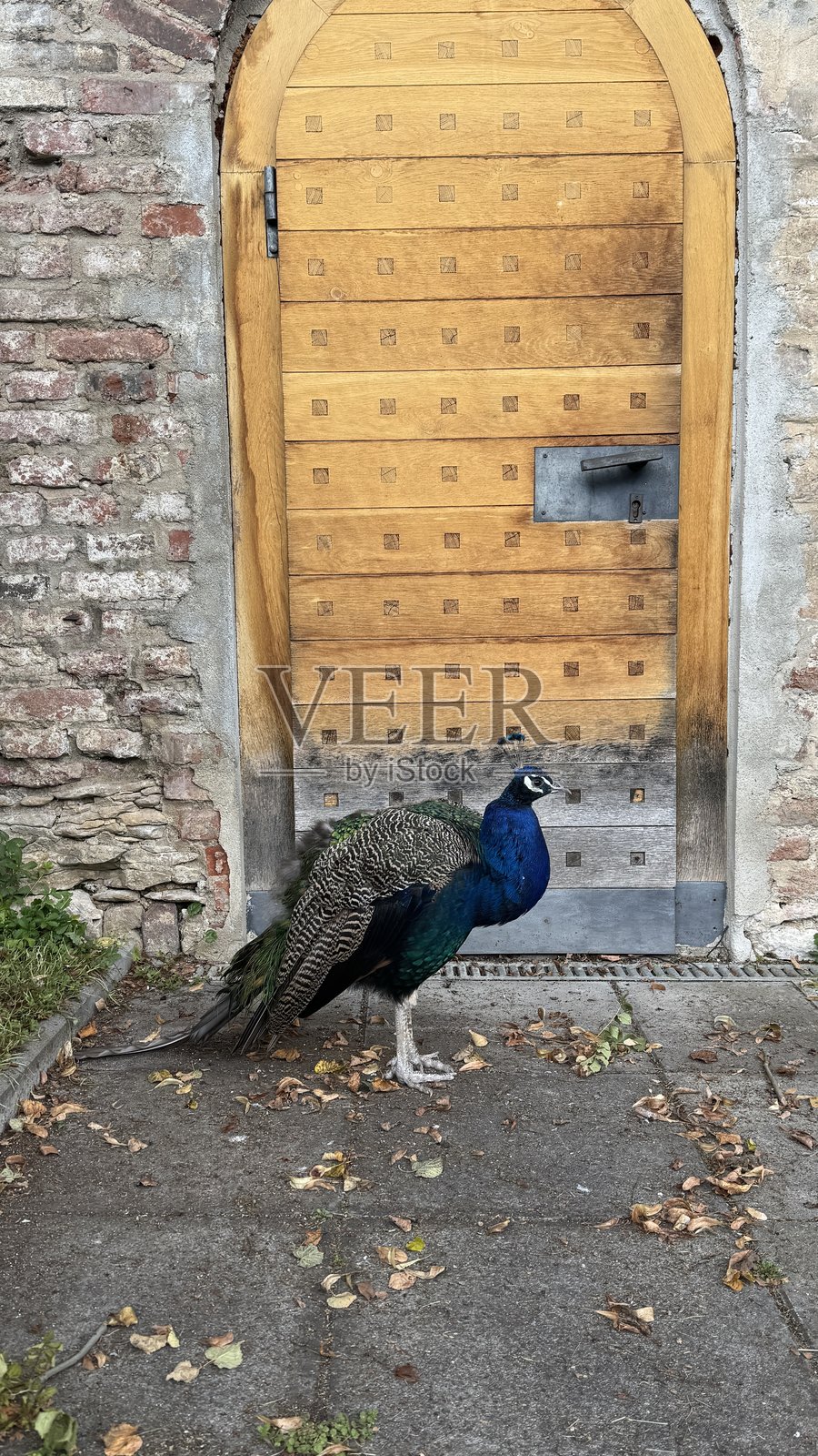 一只孔雀，背景是照片摄影图片