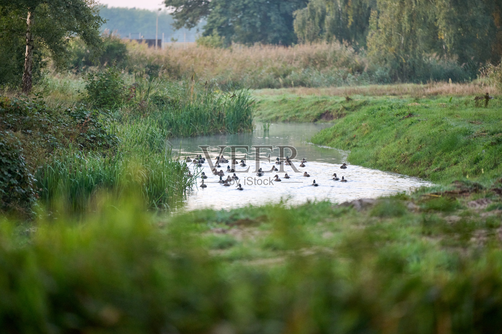 林地鸭在溪流上照片摄影图片