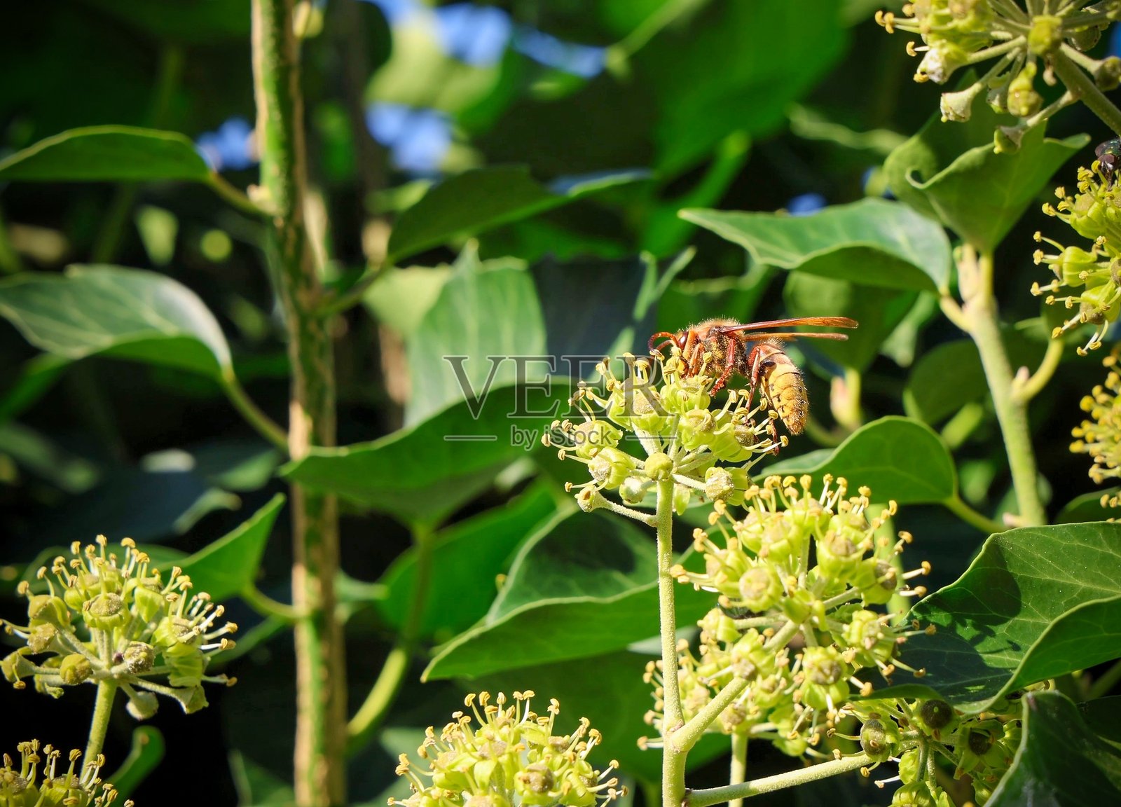 大黄蜂在绿色常春藤花上采集花蜜照片摄影图片
