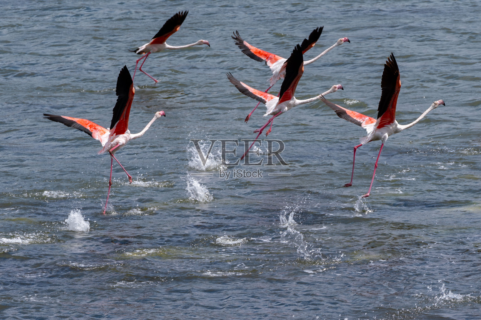 巴法湖中准备起飞的大红鹳照片摄影图片