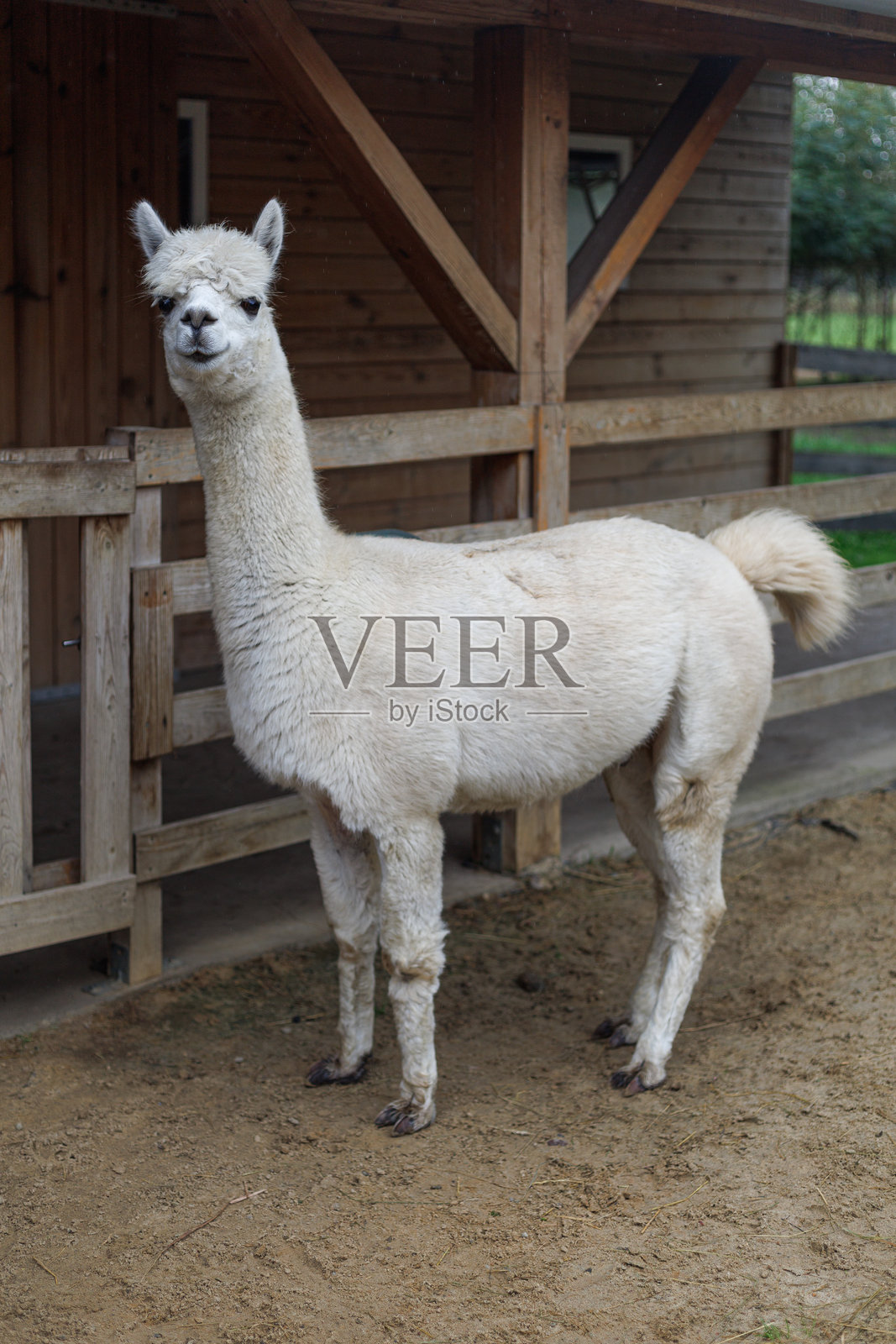 白色的羊驼站着照片摄影图片
