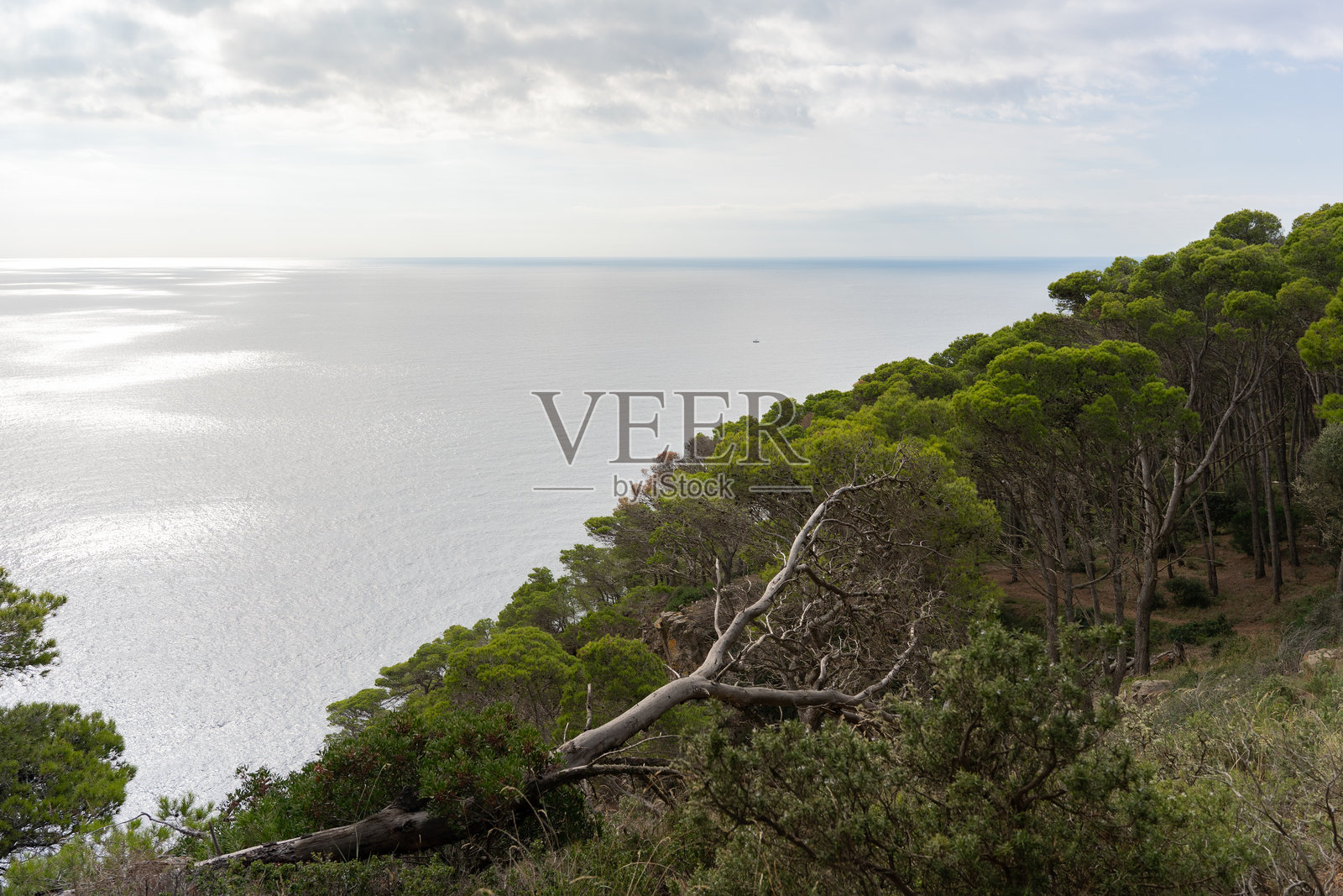 地中海山坡上覆盖着松树，俯瞰着波光粼粼的平静海洋，天空多云。照片摄影图片