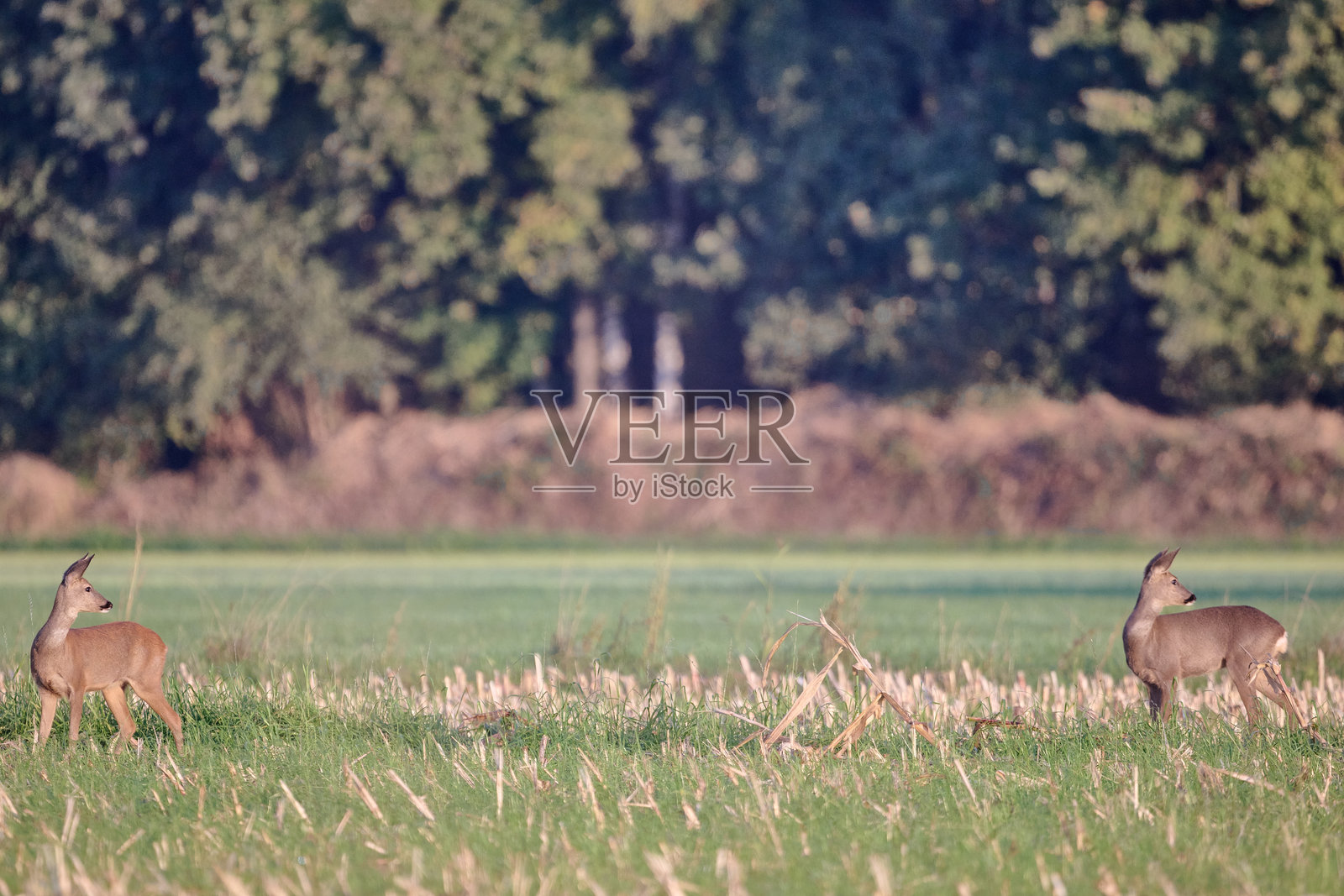 割过的玉米地里的狍子照片摄影图片