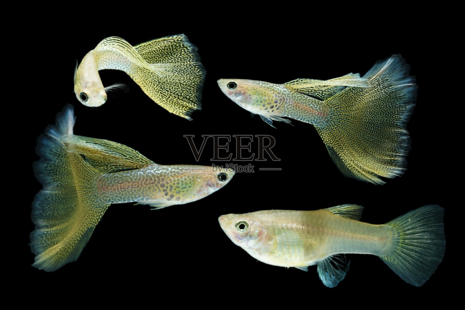 鱼在水族箱里。黄色的孔雀鱼优雅地游动，闪烁的色彩如同流动的光彩。每一片精致的鱼鳍在水中如丝绸般飘逸。孔雀鱼在黑色背景下单独呈现。照片摄影图片