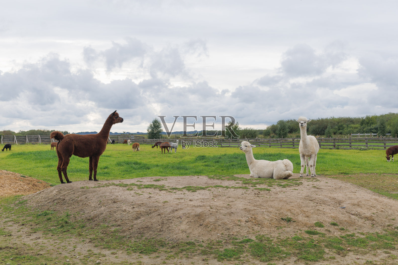 羊驼在田野上照片摄影图片
