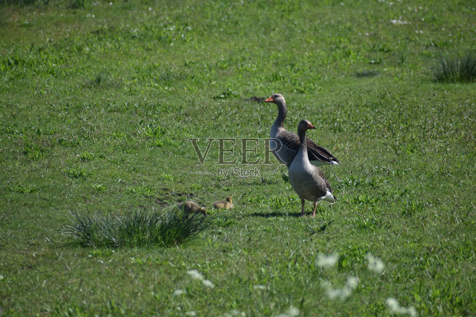 荷兰的野生动物照片摄影图片