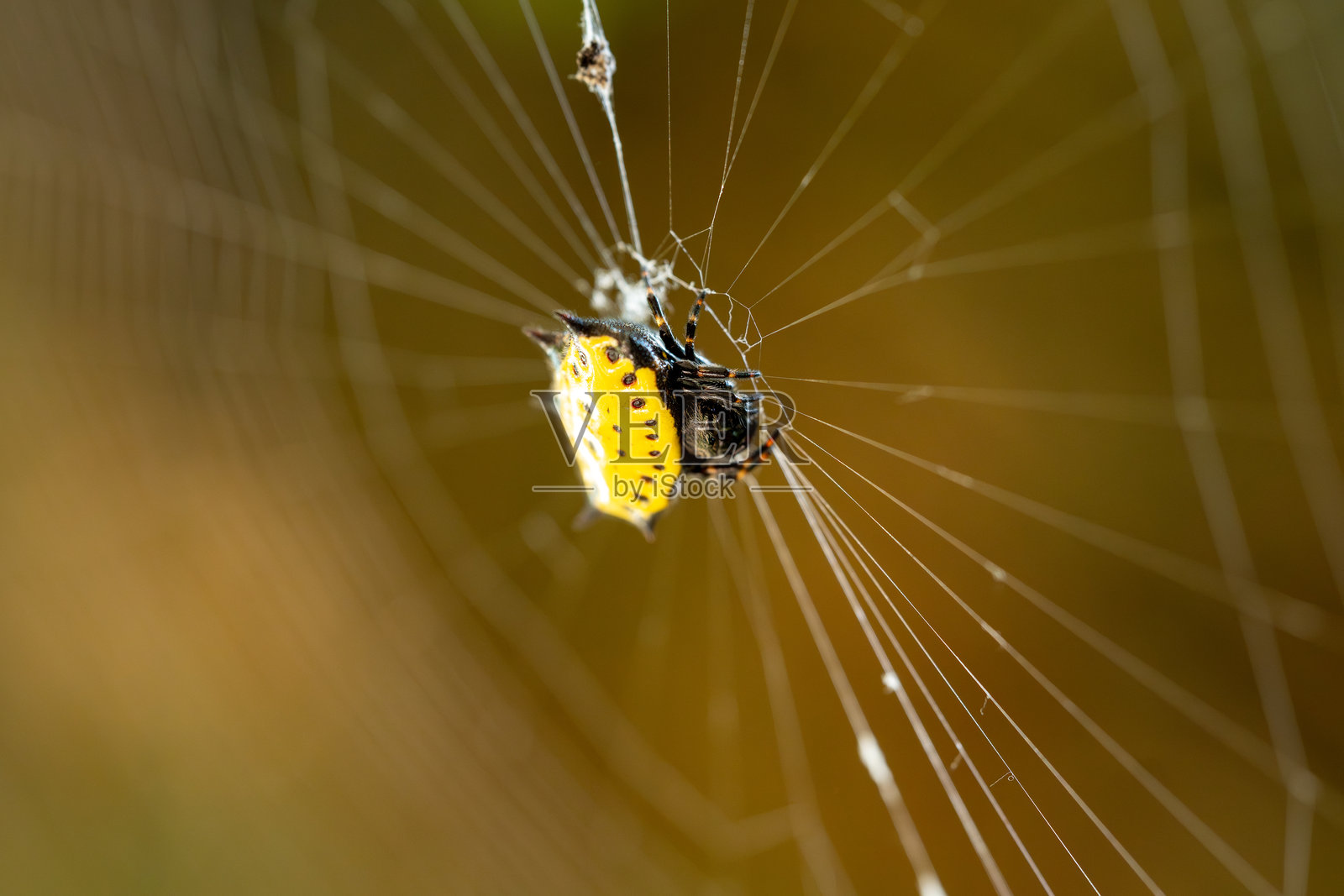 中美洲热带雨林中的棘背织网蛛正在织网照片摄影图片