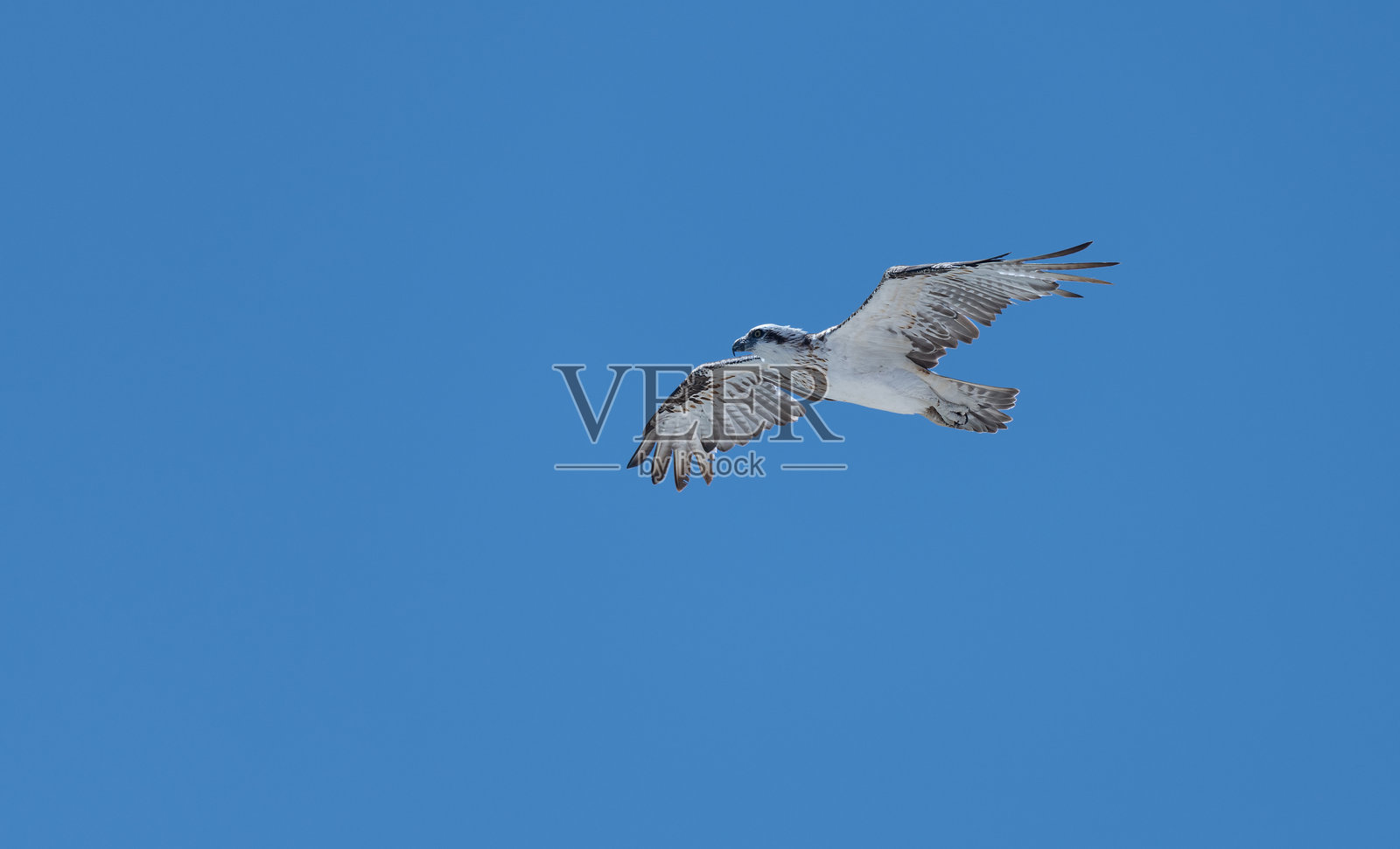 澳大利亚西部卡尔彭岭国家公园的东部鱼鹰照片摄影图片