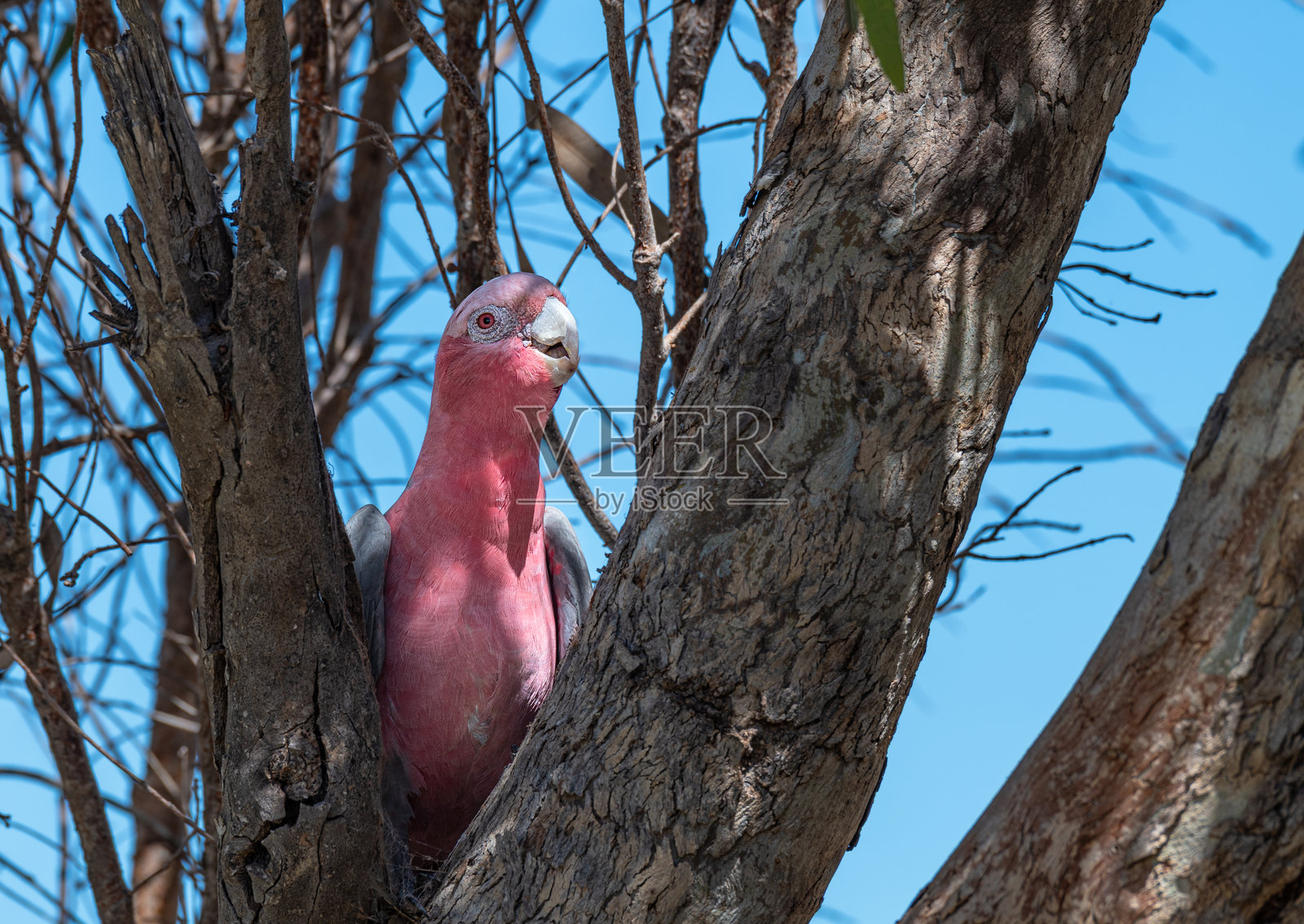 澳大利亚西部树上的一只粉红凤头鹦鹉照片摄影图片