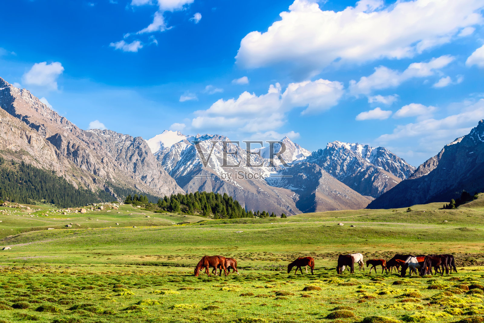吉尔吉斯斯坦的自然风光。吉尔吉斯斯坦的天山山脉背景下，有马匹悠然穿梭于美丽的绿色高山草甸。照片摄影图片
