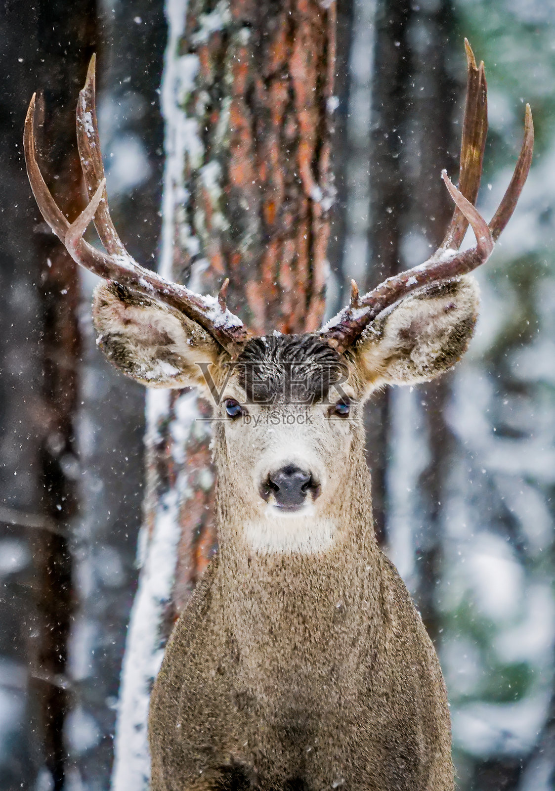 森林之眼照片摄影图片