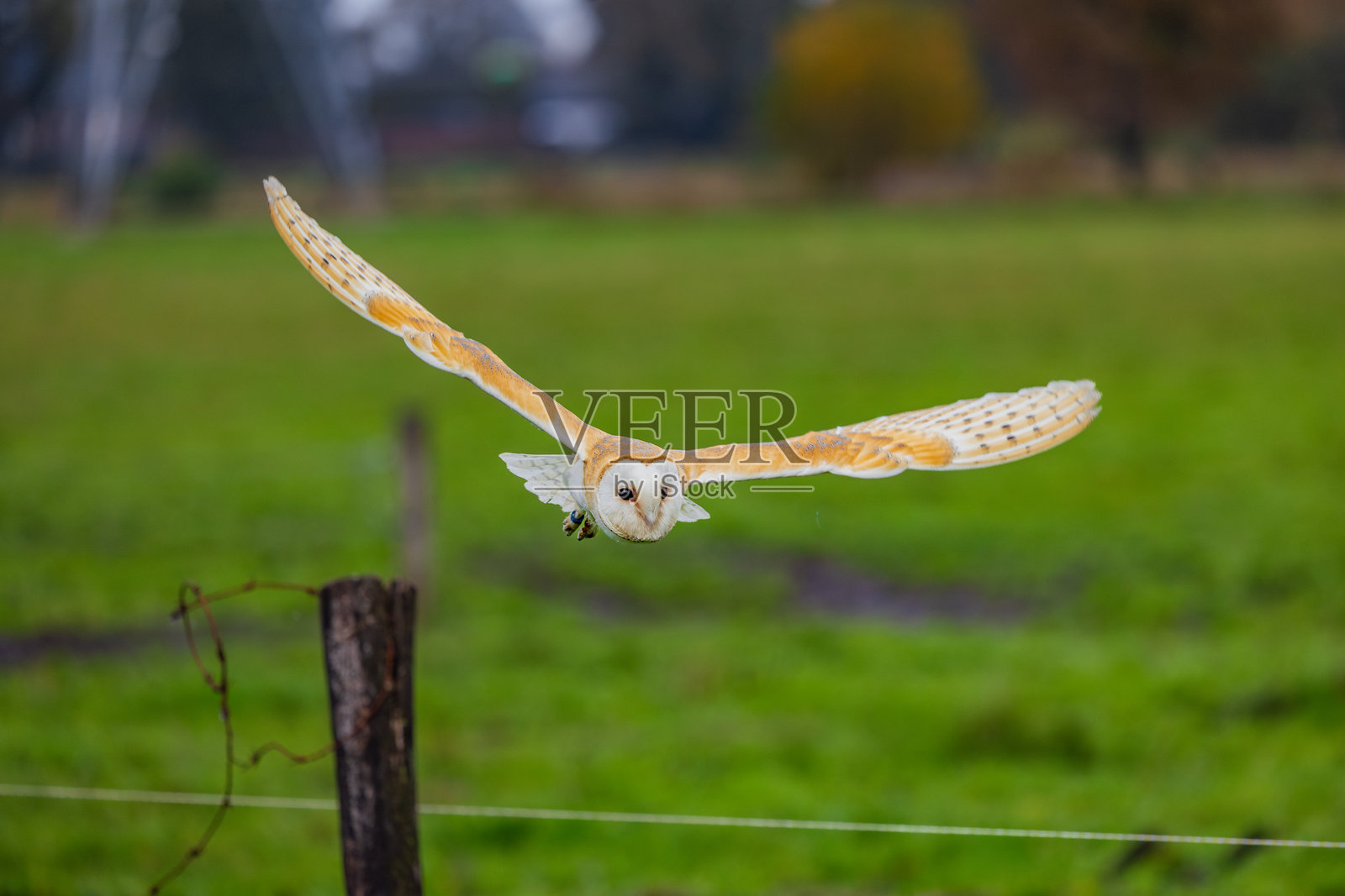 白猫头鹰的静谧飞行照片摄影图片