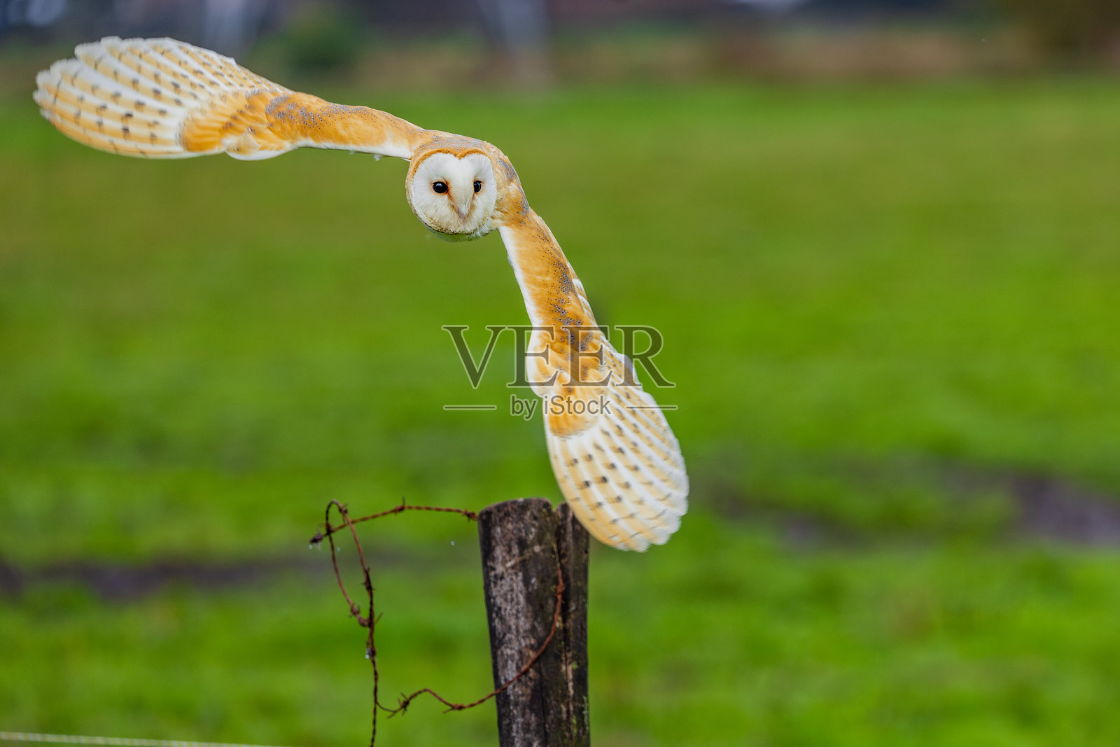 白猫头鹰的寂静飞行照片摄影图片