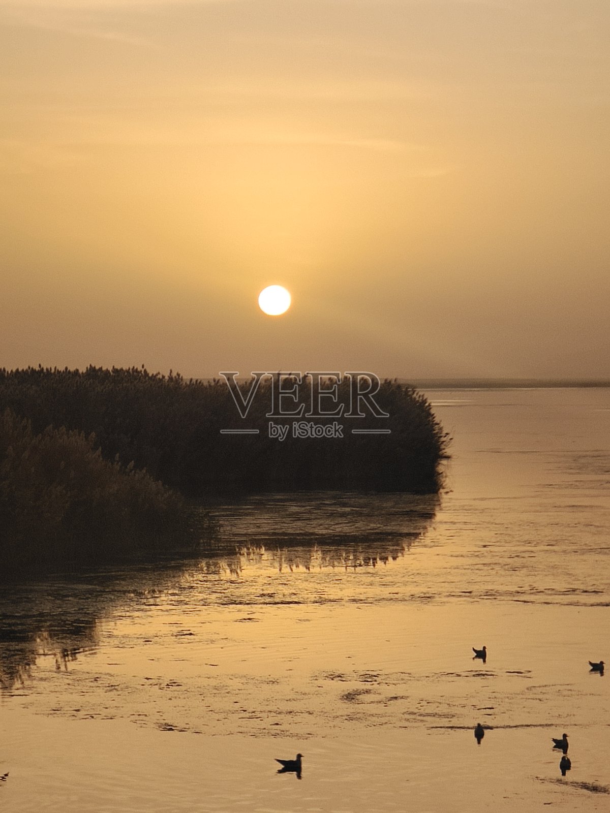 日出时分，海鸥飞越内蒙古居延海照片摄影图片