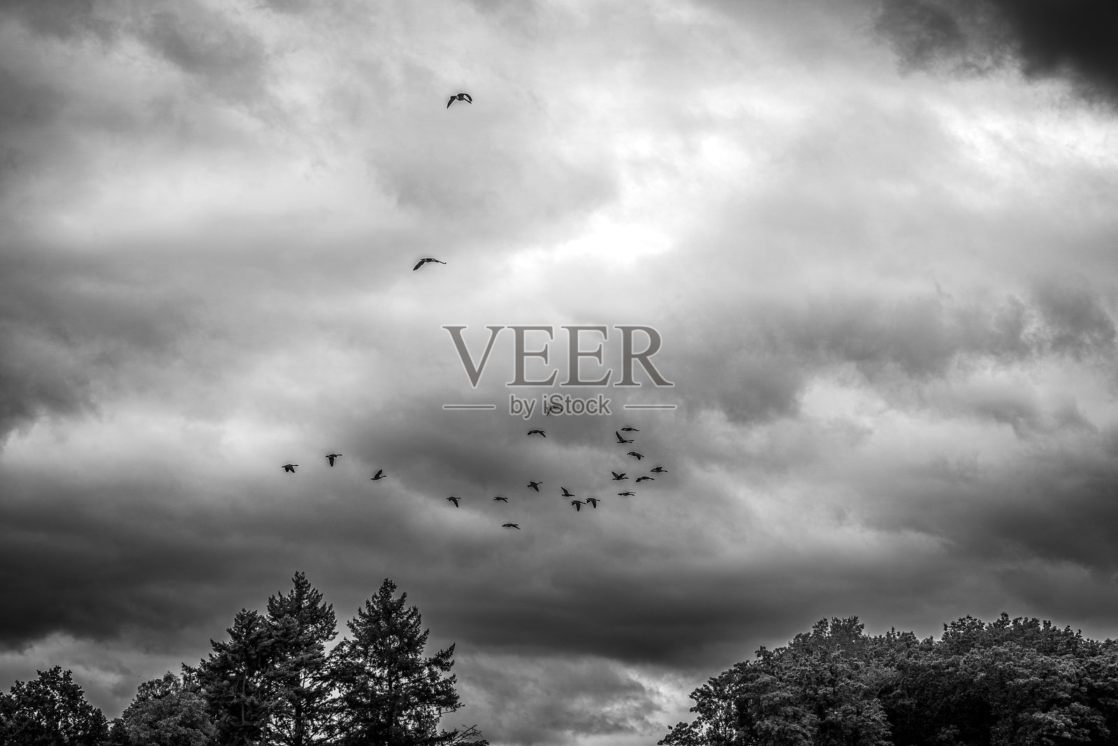 一群迁徙的鸟类。照片摄影图片