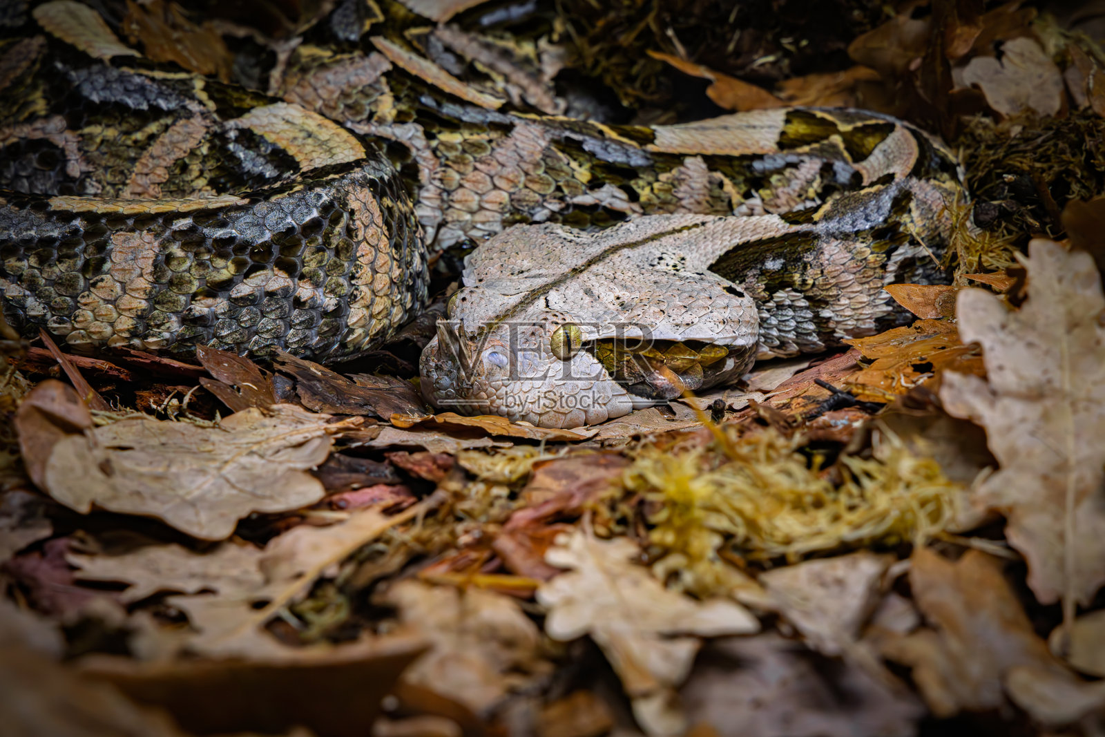 加蓬蝰蛇（Bitis gabonica），也称加蓬蛇照片摄影图片