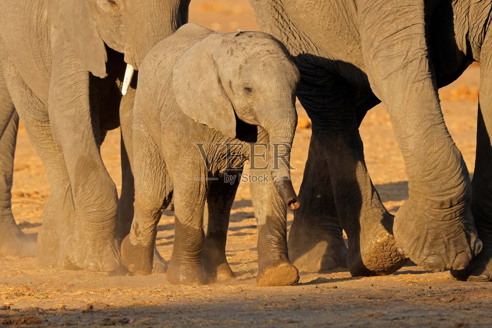 一只年轻的非洲象（Loxodonta africana）与象群一同行走，博茨瓦纳乔贝国家公园照片摄影图片