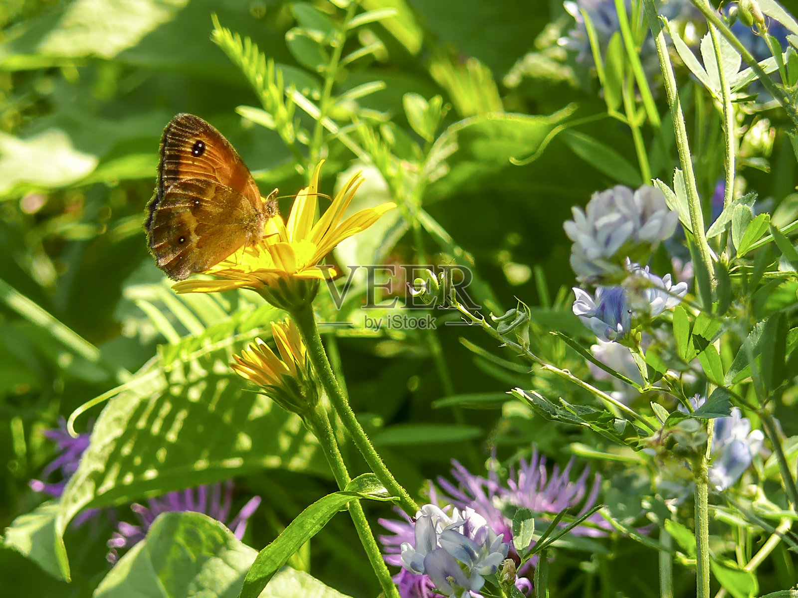 红褐色的橙斑眼蝶（Pyronia tithonus）在穆西奥拍摄。照片摄影图片