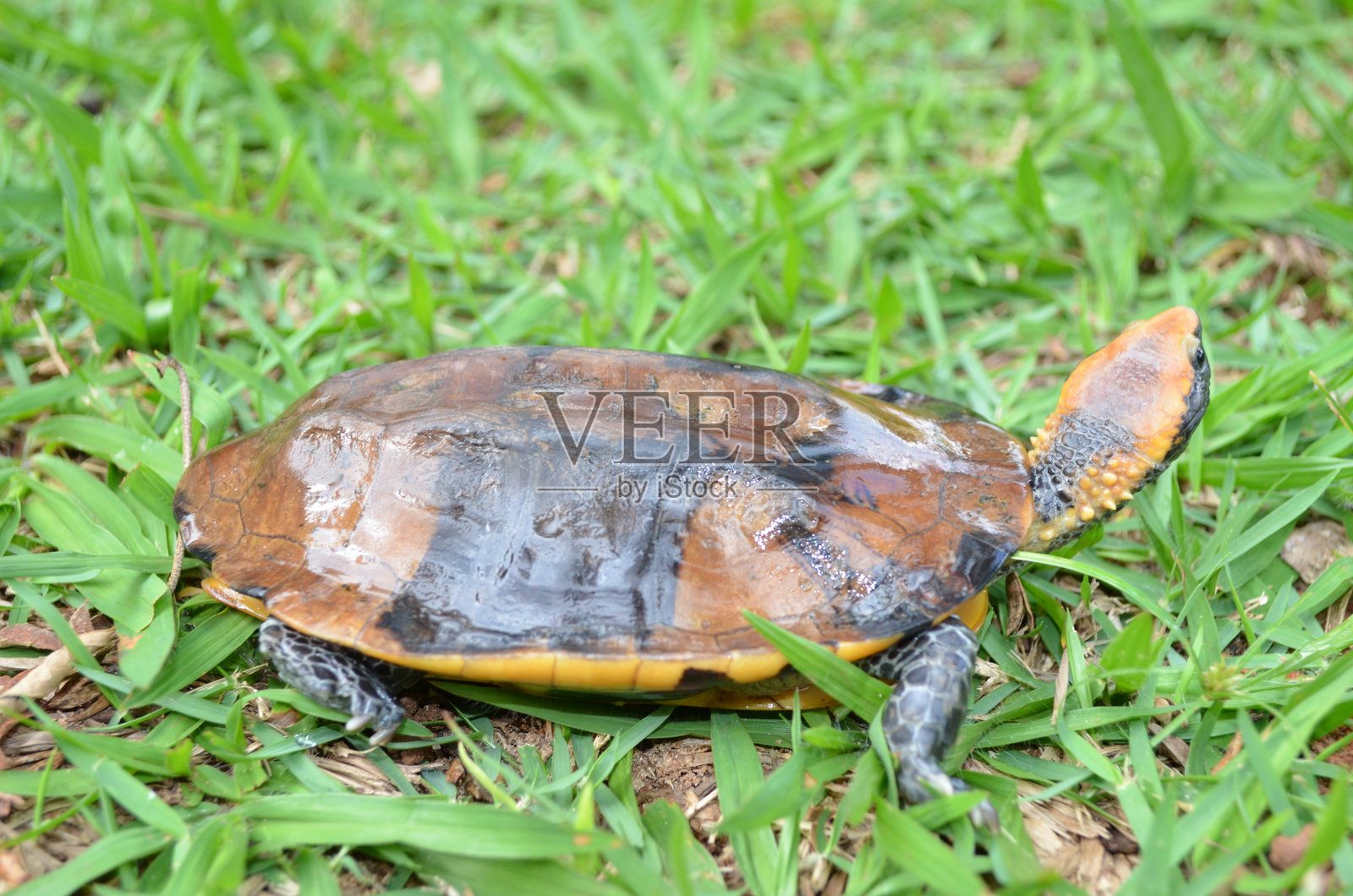 扭颈龟照片摄影图片