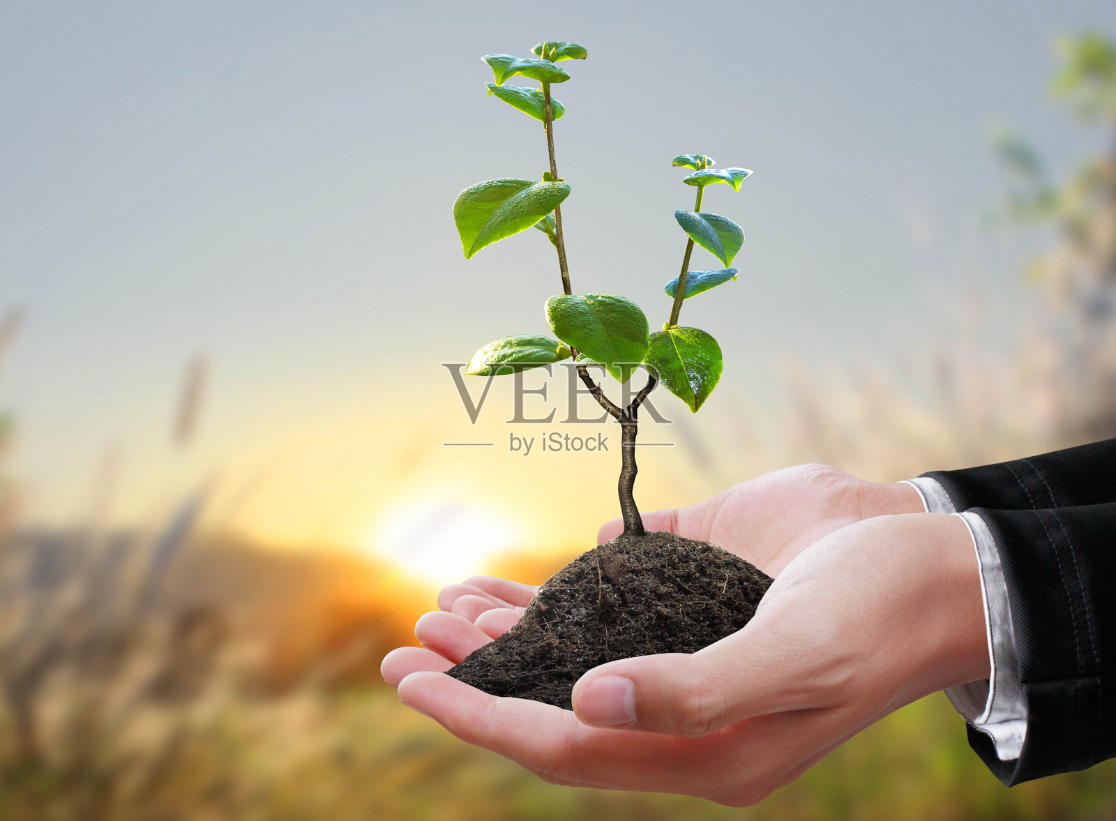 手中的绿色植物照片摄影图片