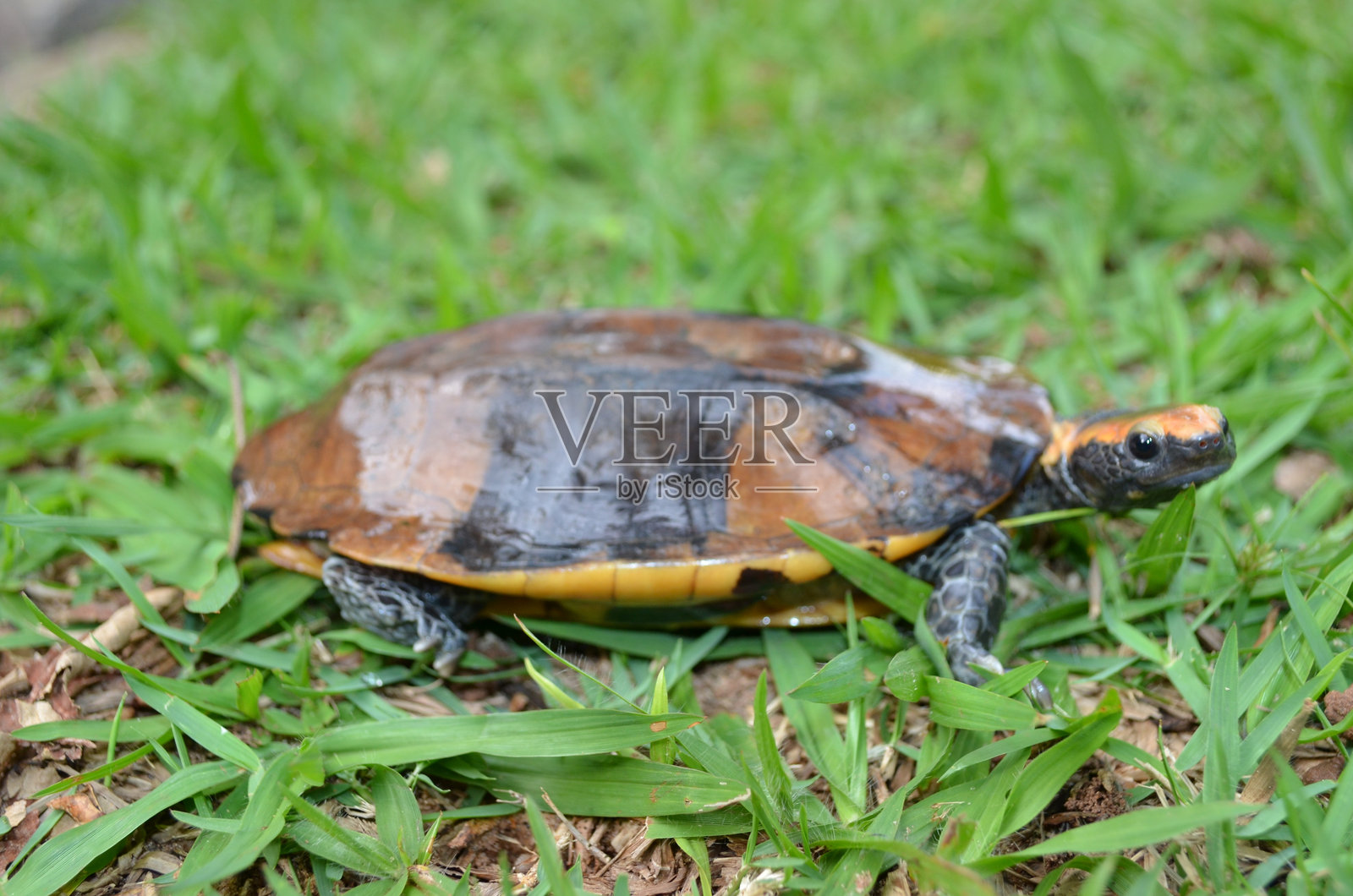 扭颈龟照片摄影图片