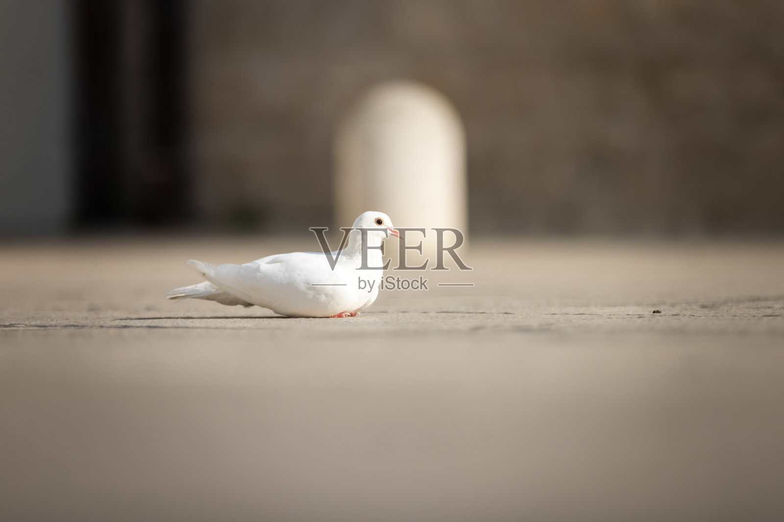 白色鸽子照片摄影图片