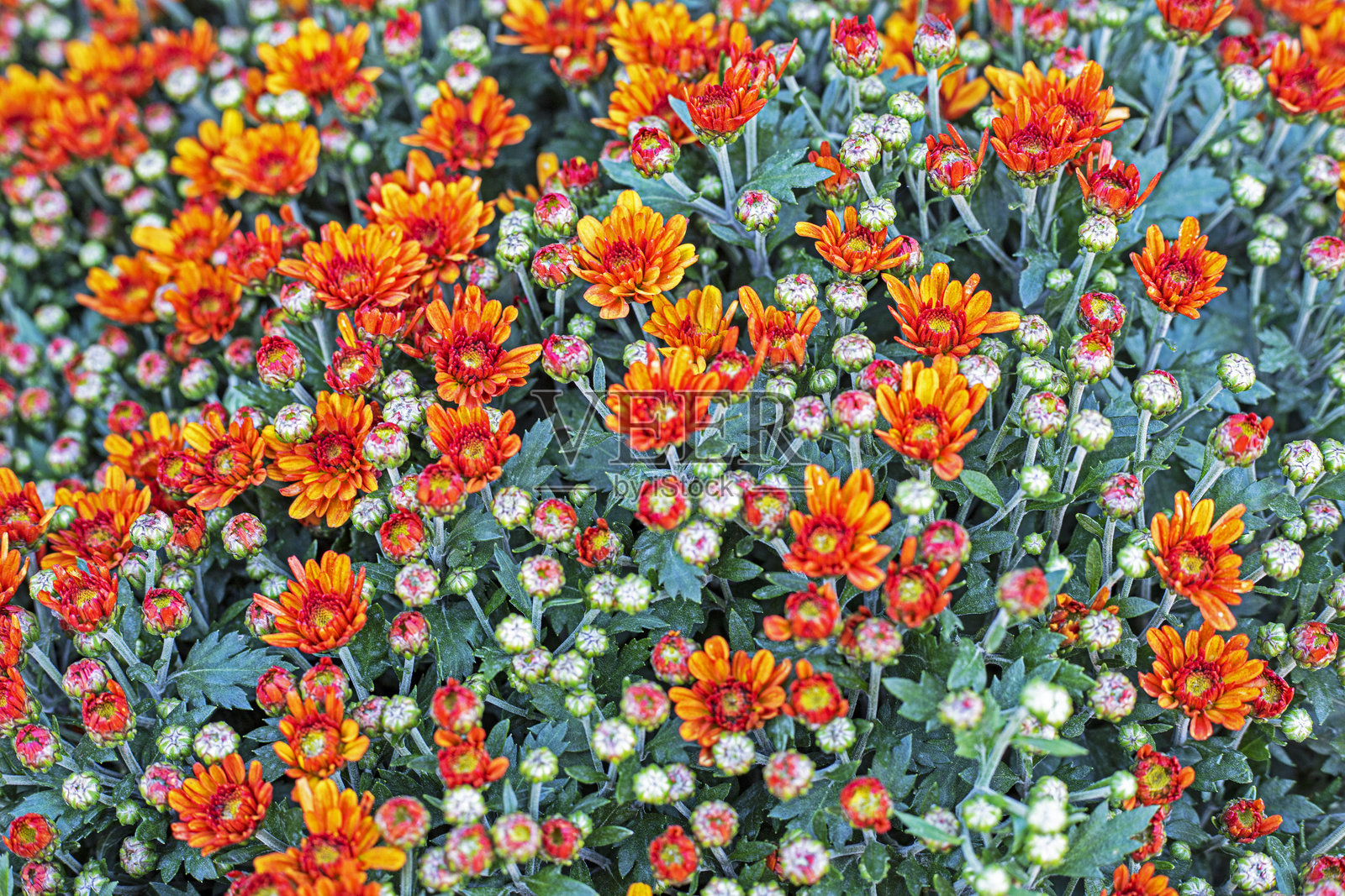 橙色小菊花背景，秋季万圣节照片摄影图片