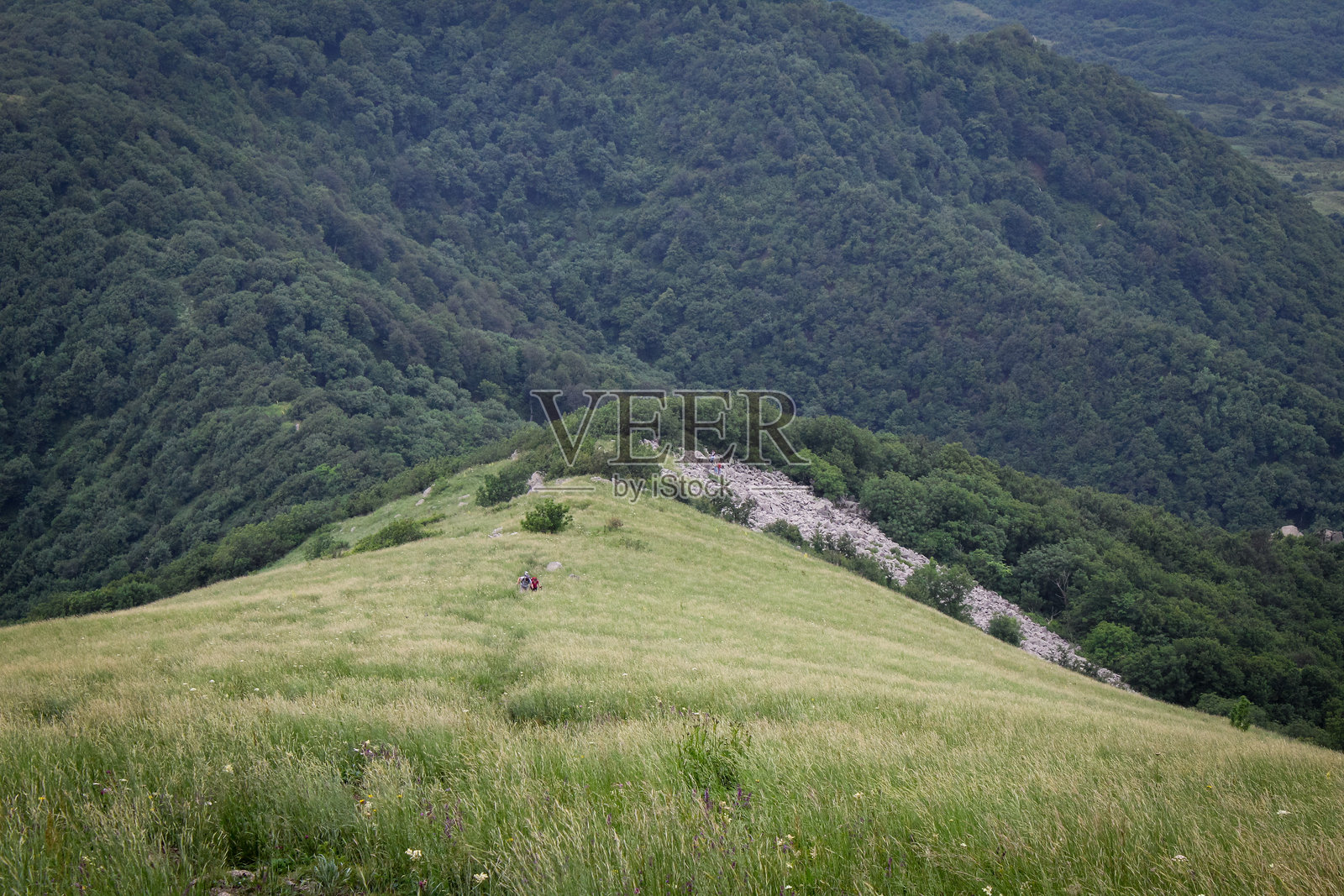 远处的密林背景下，徒步旅行者在山间草甸中行走照片摄影图片