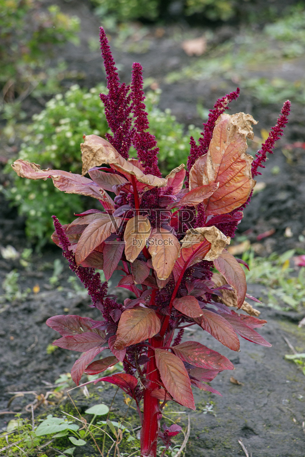 Amaranthus cruentus，红苋菜，在花园里。秋天在乌克兰第聂伯植物园的一小丛苋菜。照片摄影图片