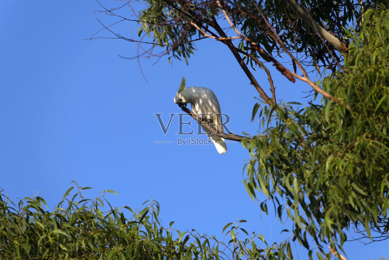 硫磺凤头鹦鹉 (Cacatua galerita)照片摄影图片