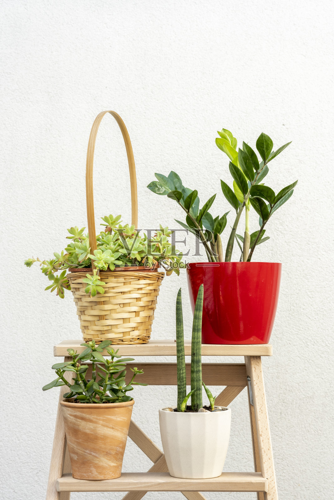 垂直拍摄的原始木制楼梯，带有四个盆栽植物，包括虎皮兰、帝王花和金钱树，盆栽为红色。照片摄影图片
