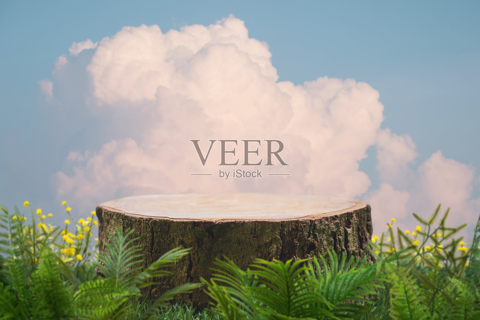 蓝天白云下的木桩讲台，绿叶点缀，自然森林背景。用于产品展示的天然底座，营造天堂般的梦幻概念。照片摄影图片